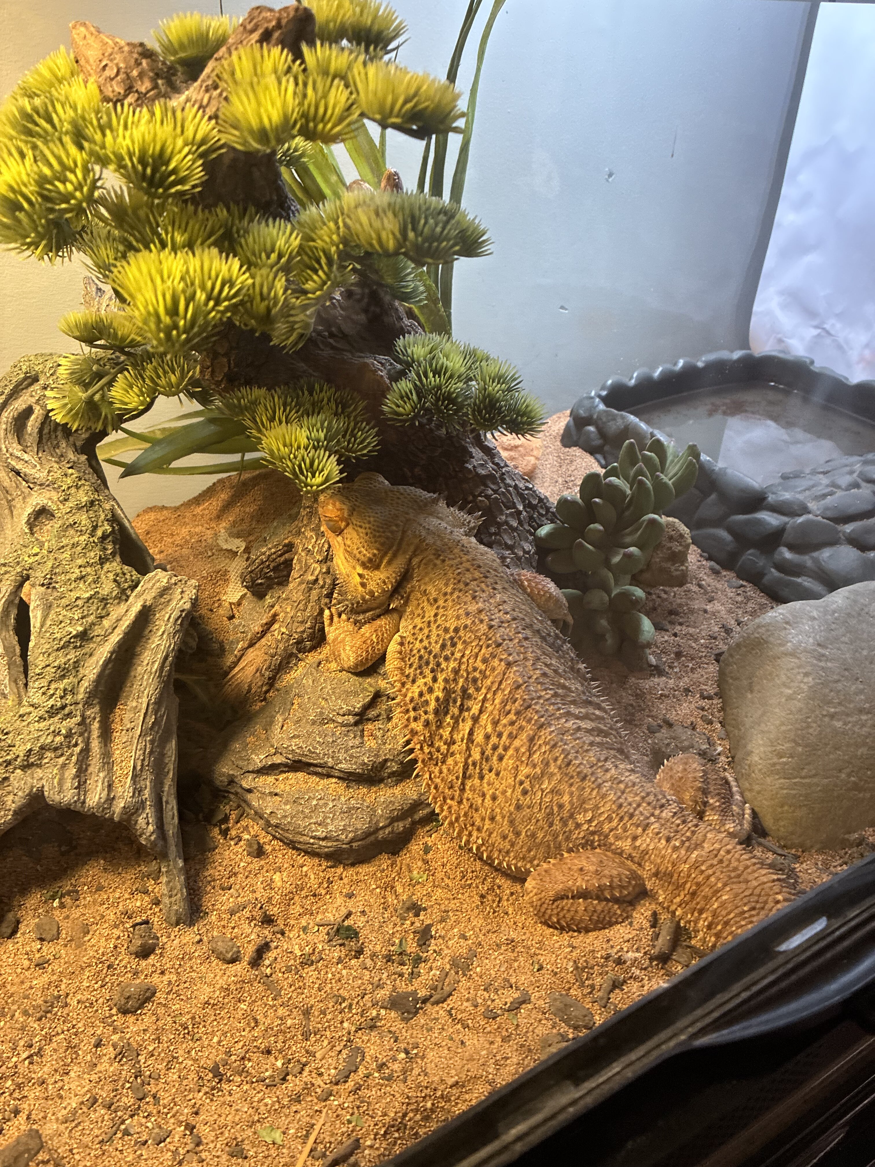 2 y/o female bearded dragon image 3