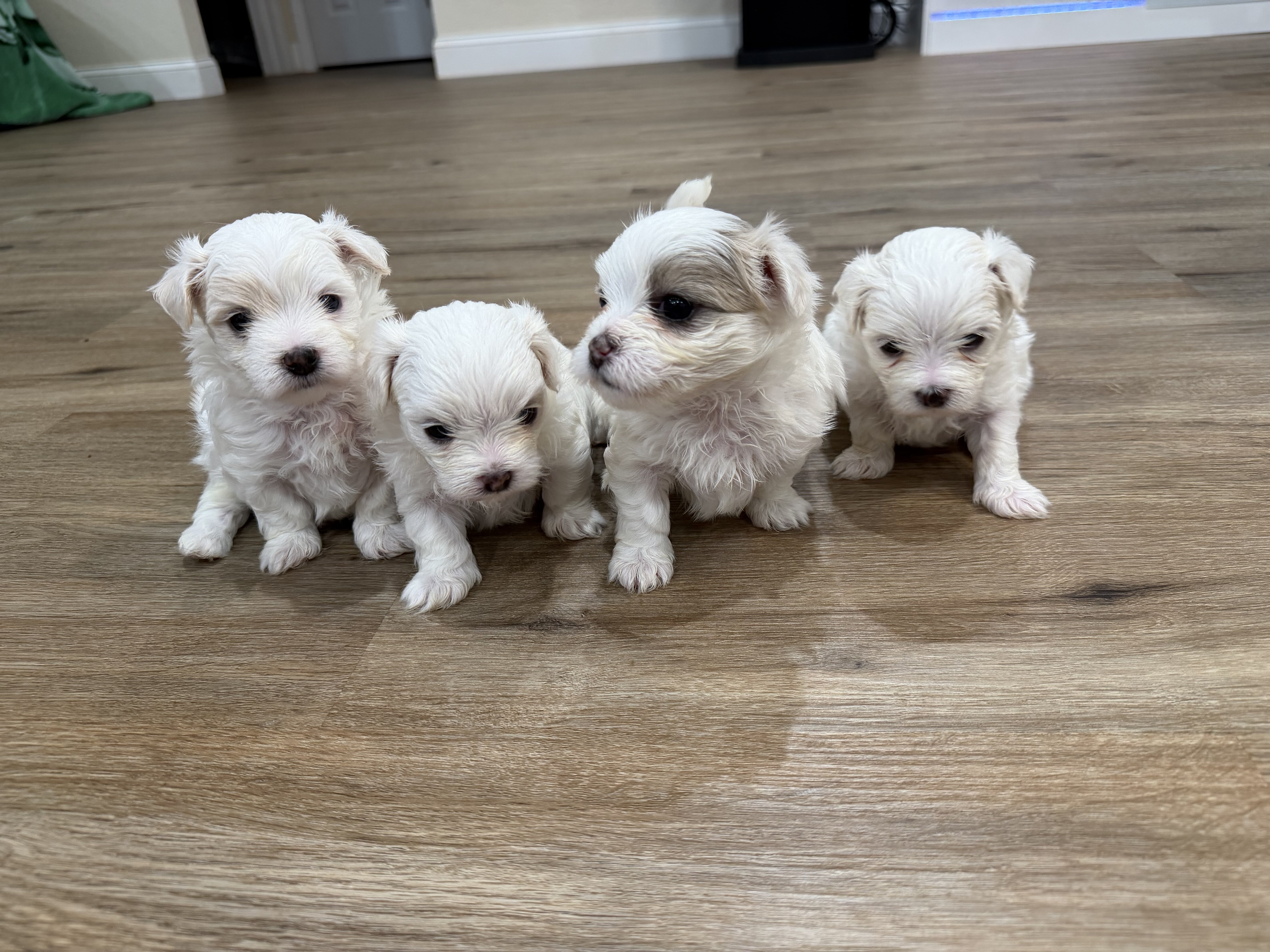 MalShi Male Puppies For Sale image 1
