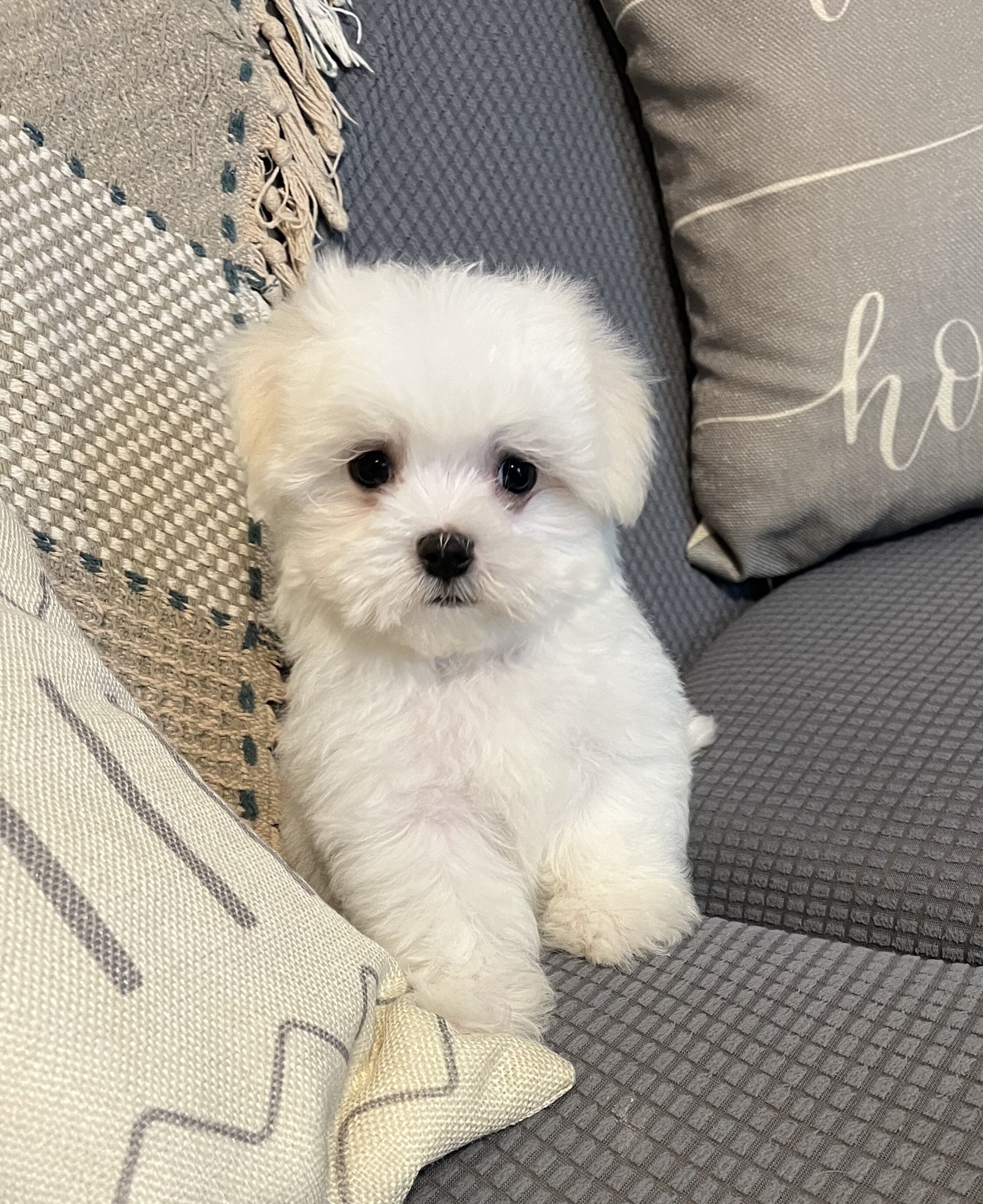 A.K.C. Male Maltese Puppy For Sale image 3