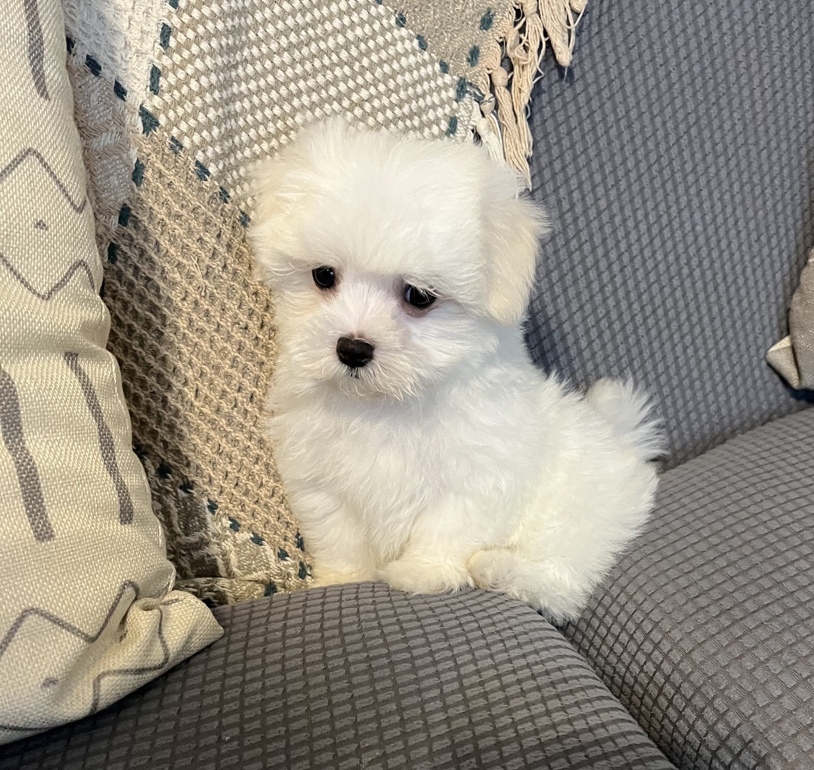 A.K.C. Male Maltese Puppy For Sale image 2