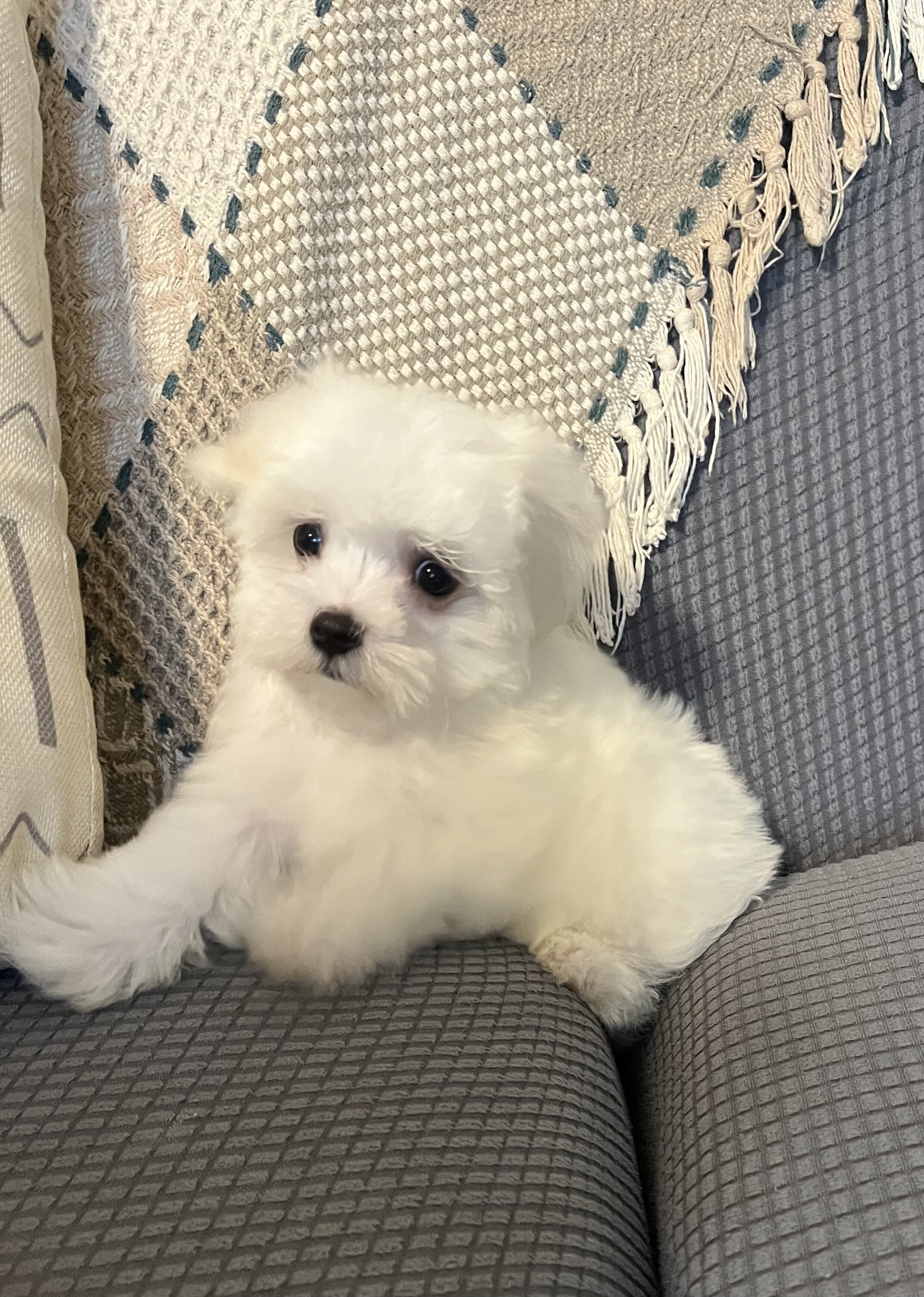A.K.C. Male Maltese Puppy For Sale image 1