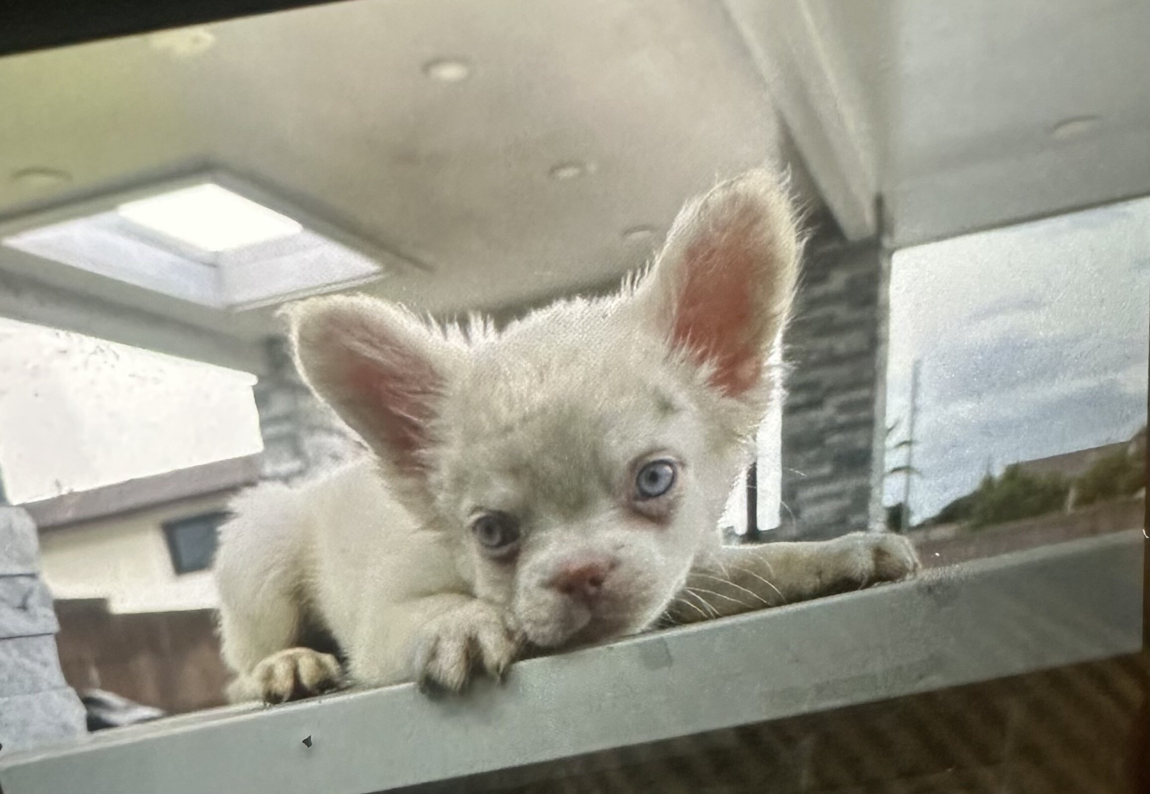 Fluffy French bulldog pup image 1