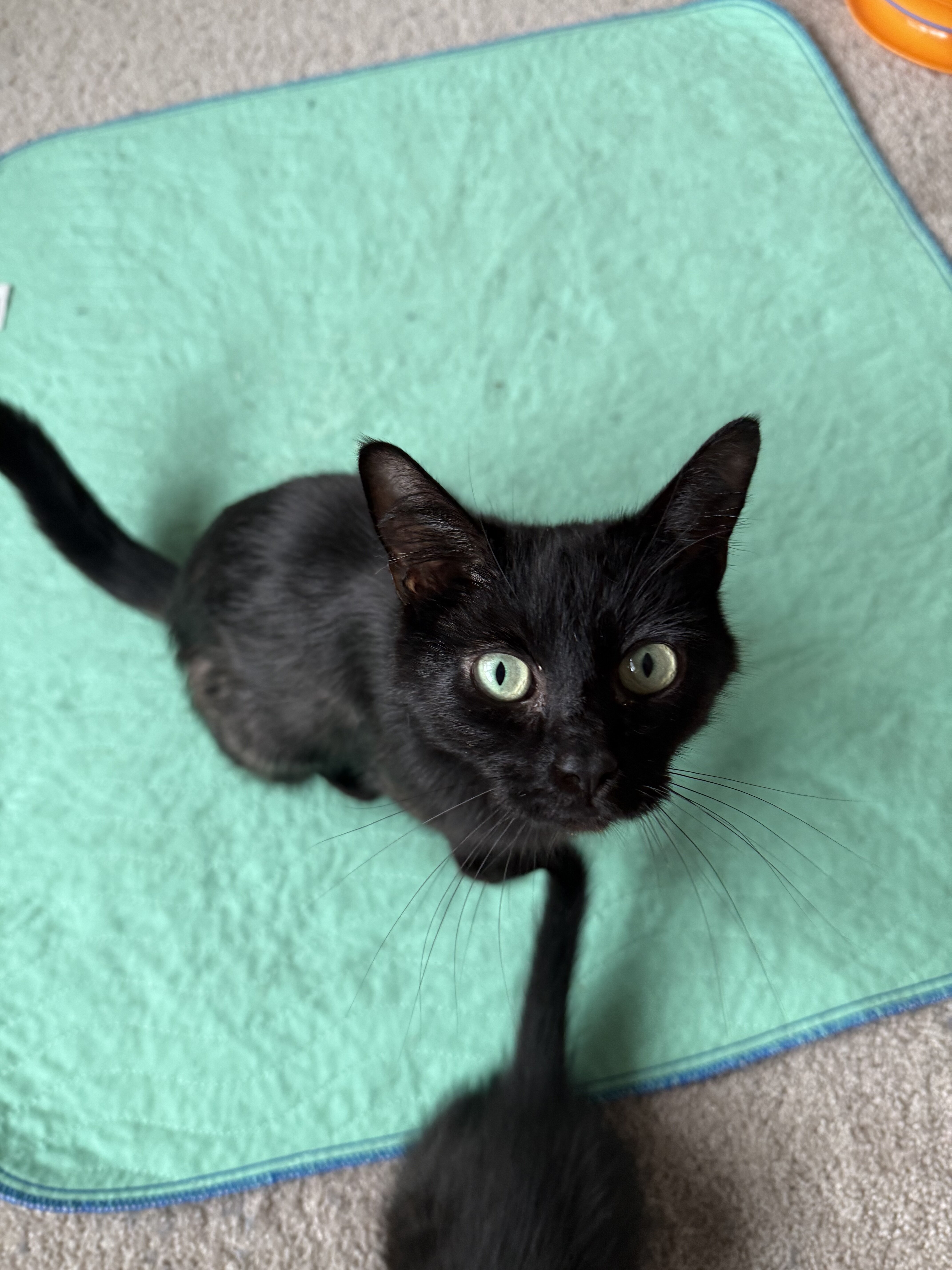Two 13 week old male kittens, one young adult cat image 4