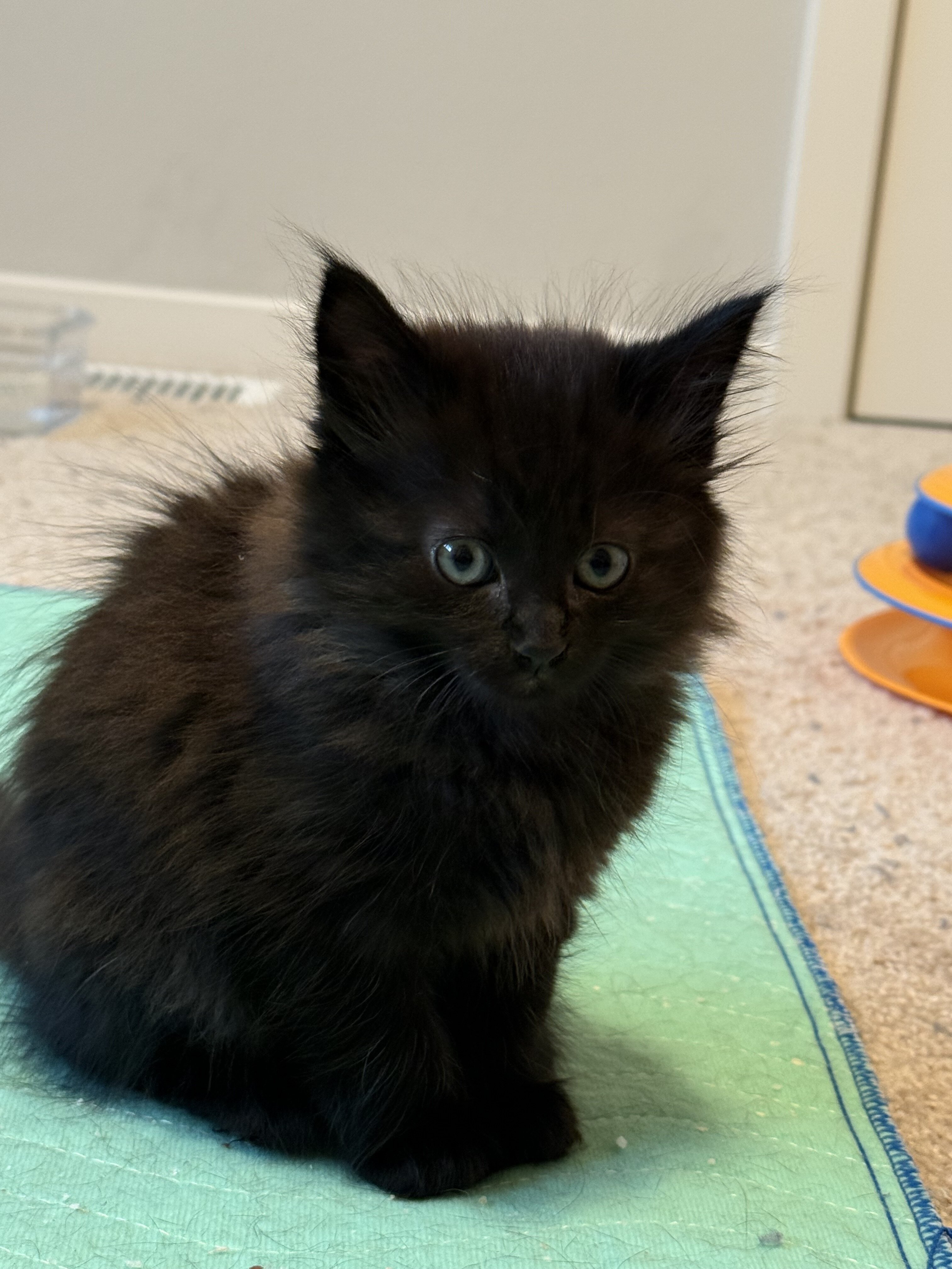 Two 13 week old male kittens, one young adult cat image 3