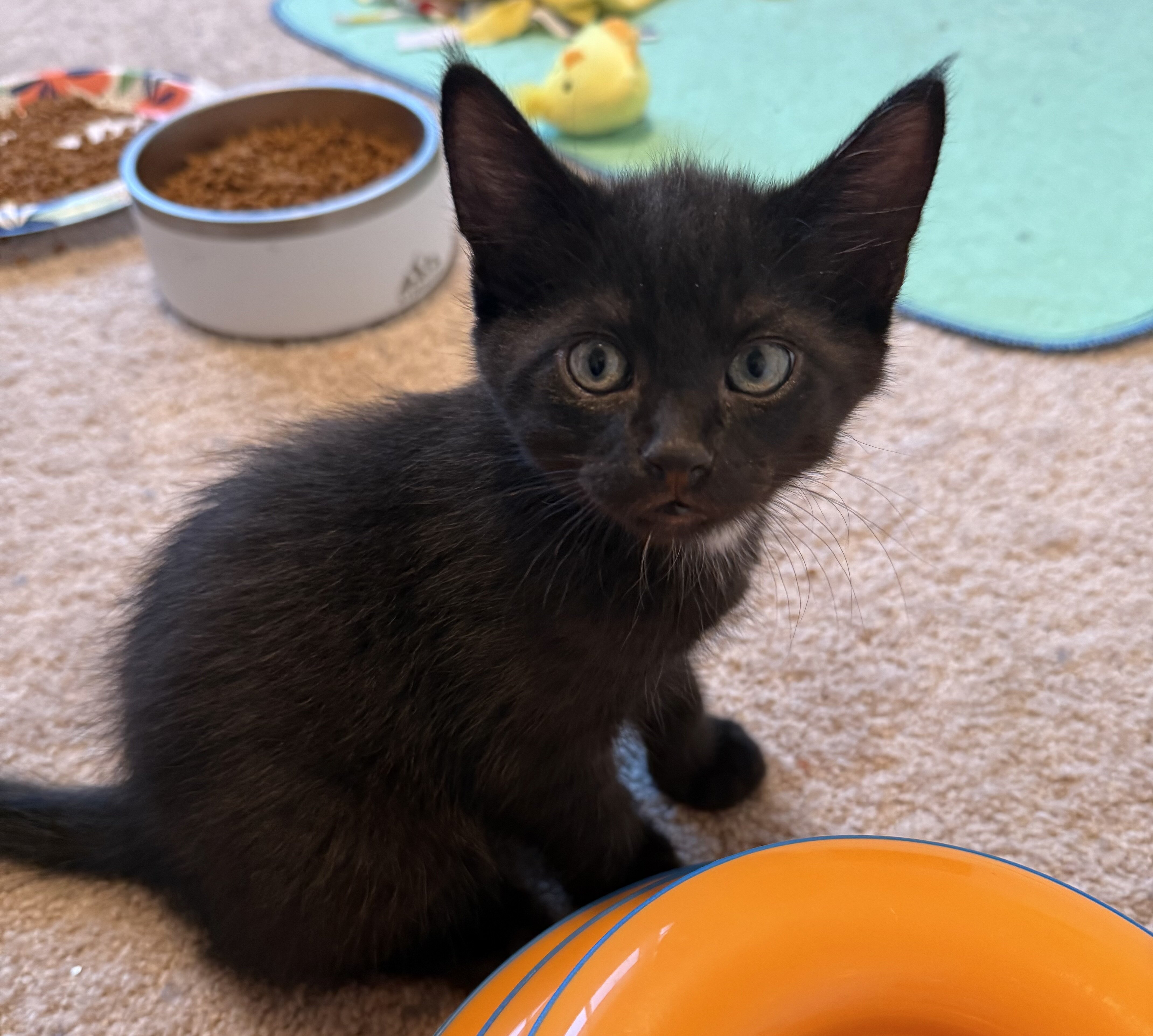 Two 13 week old male kittens, one young adult cat image 2