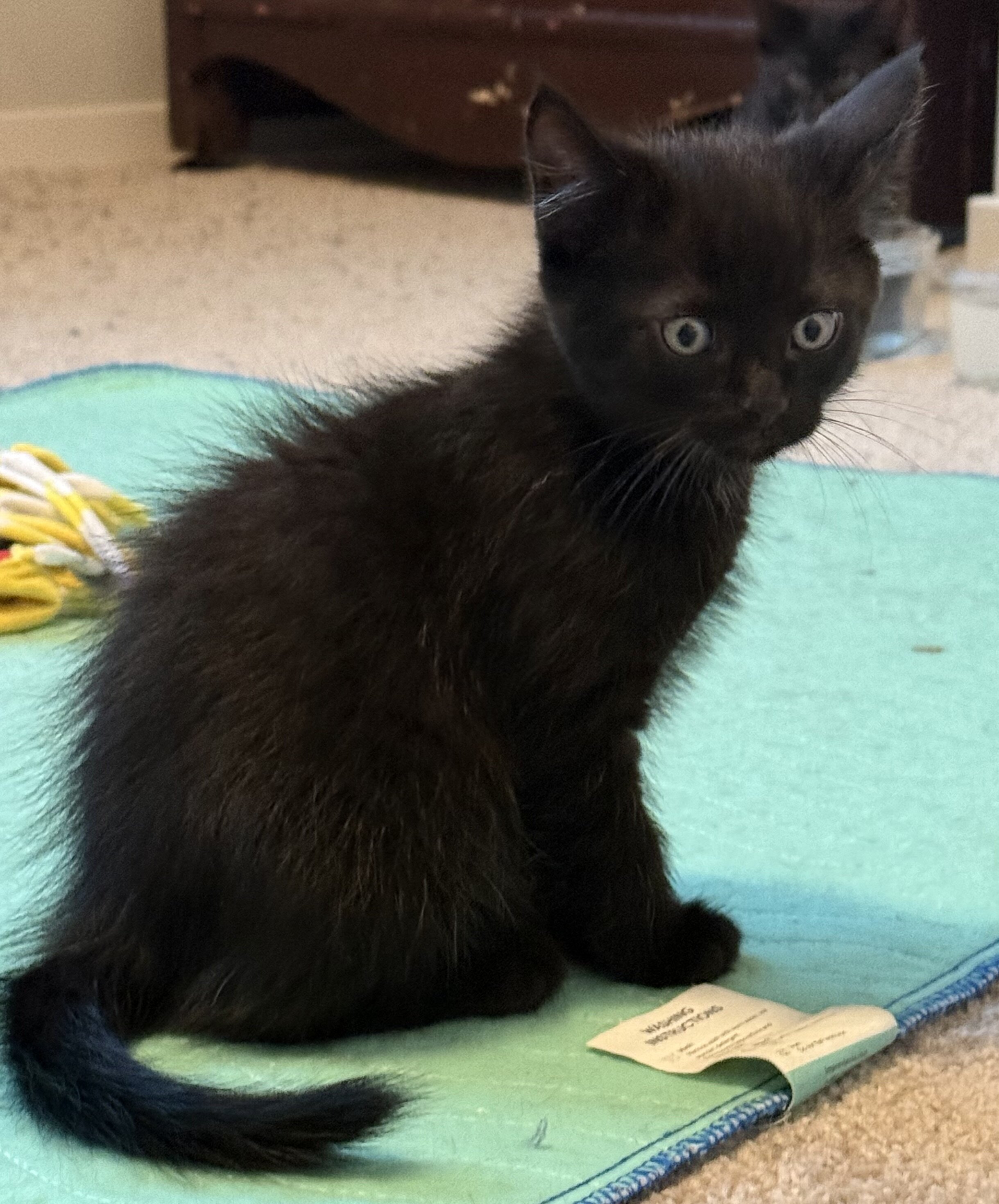 Two 13 week old male kittens, one young adult cat image 1