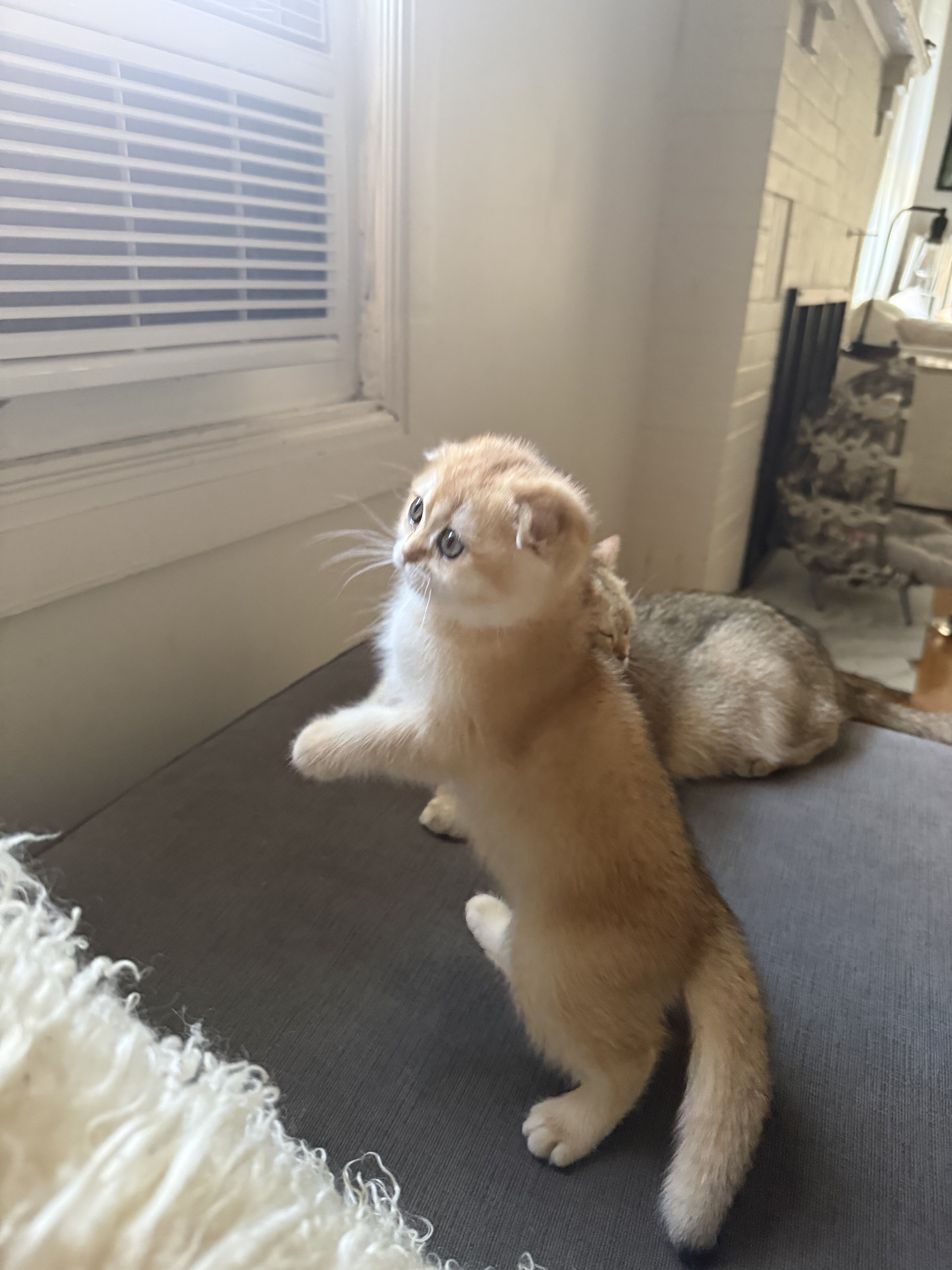 Scottish fold kittens image 1
