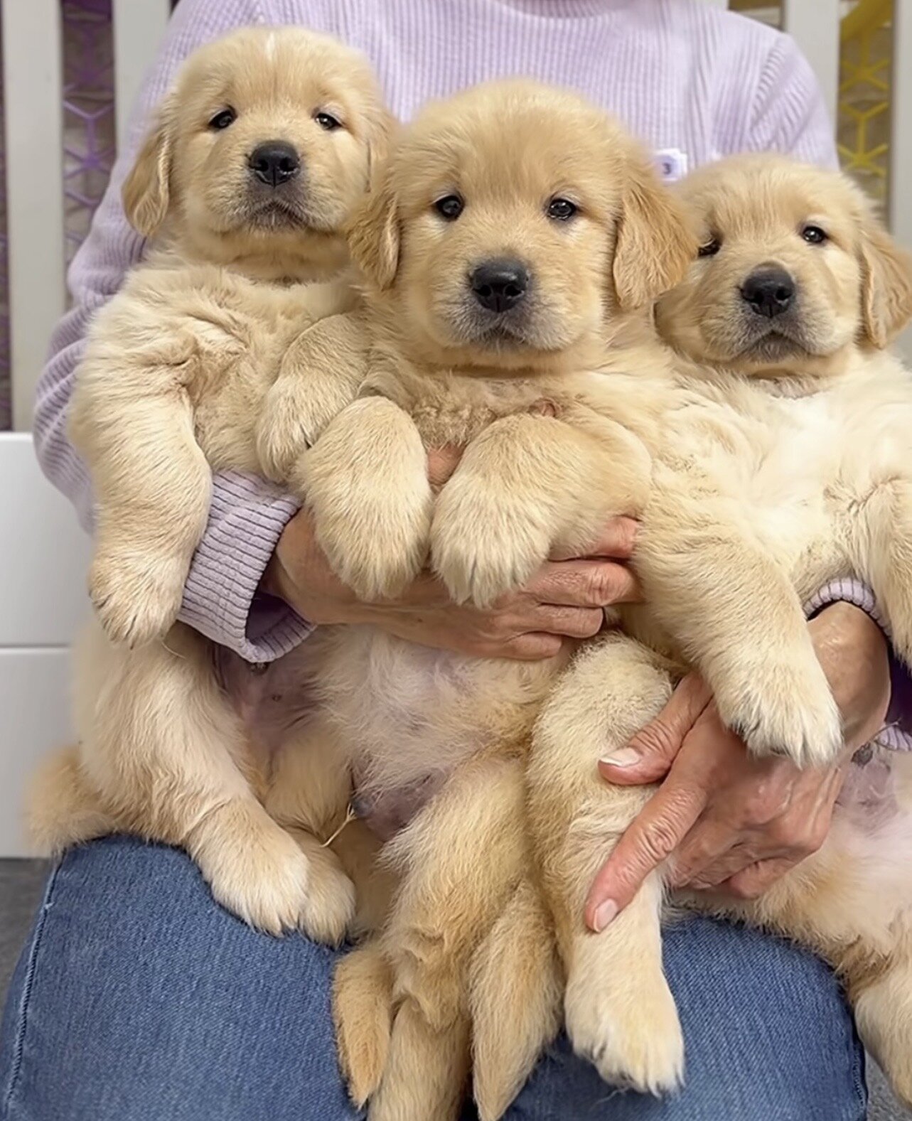 Gorgeous Purebred Golden Retriever Puppies Ready image 2