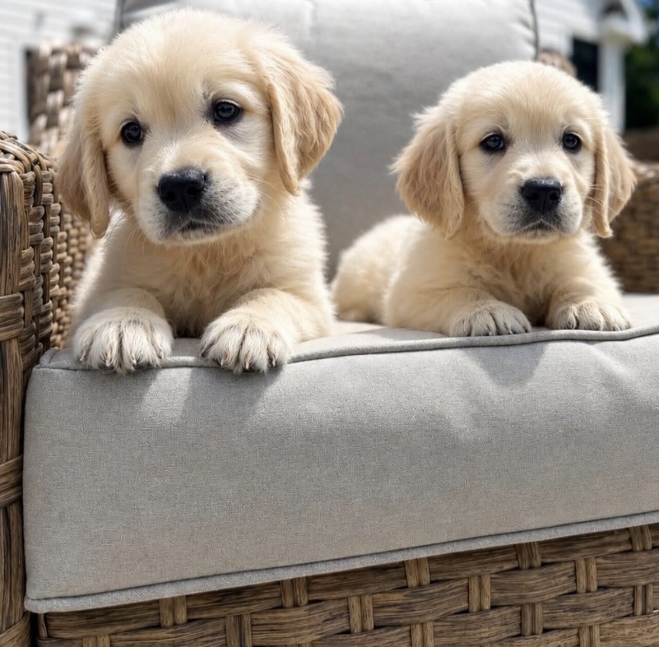 Gorgeous Purebred Golden Retriever Puppies Ready image 3