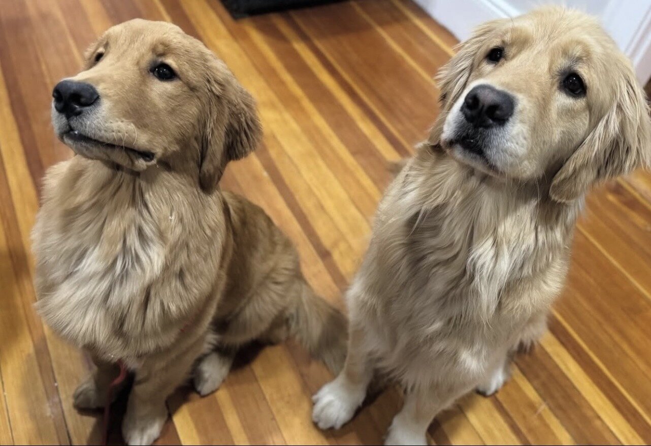 Gorgeous Purebred Golden Retriever Puppies Ready image 4