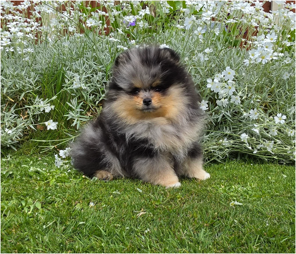 Adorable Pomeranian Puppies – 1 Boy & 2 Girls Avai image 1