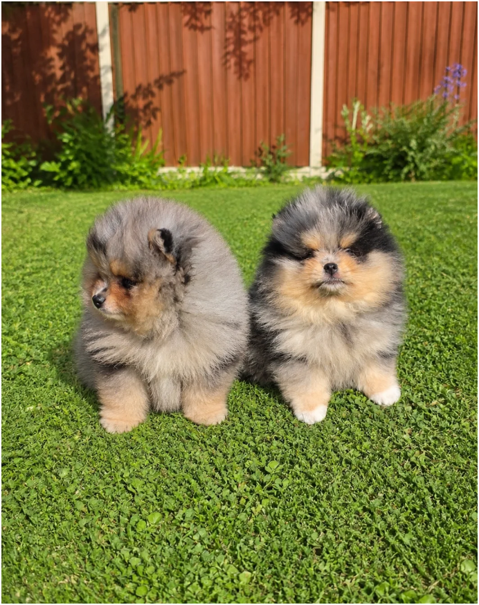 Adorable Pomeranian Puppies – 1 Boy & 2 Girls Avai image 2