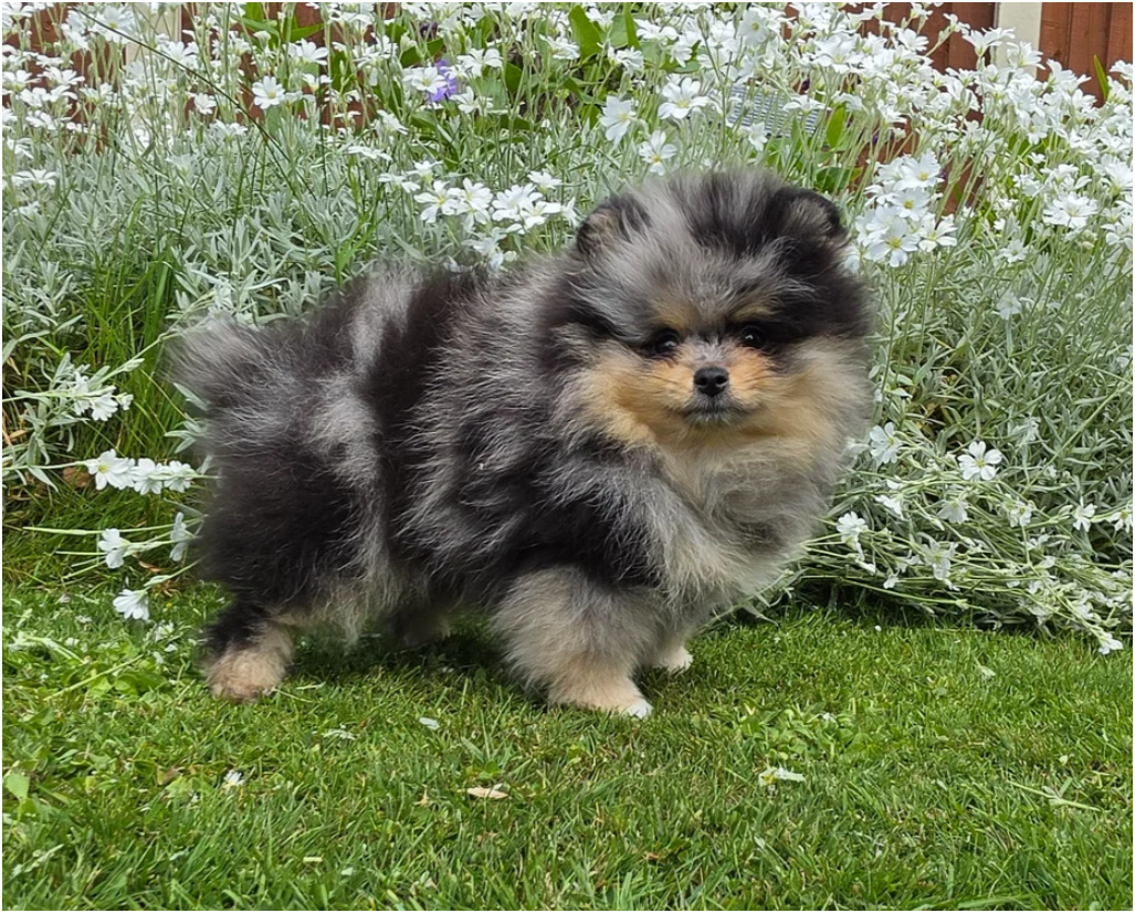 Adorable Pomeranian Puppies – 1 Boy & 2 Girls Avai image 3