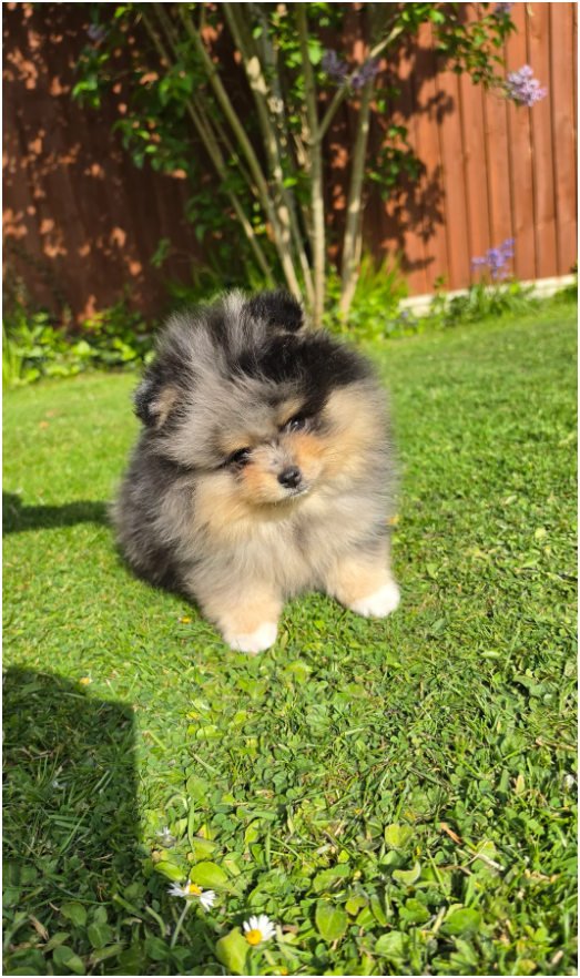 Adorable Pomeranian Puppies – 1 Boy & 2 Girls Avai image 4