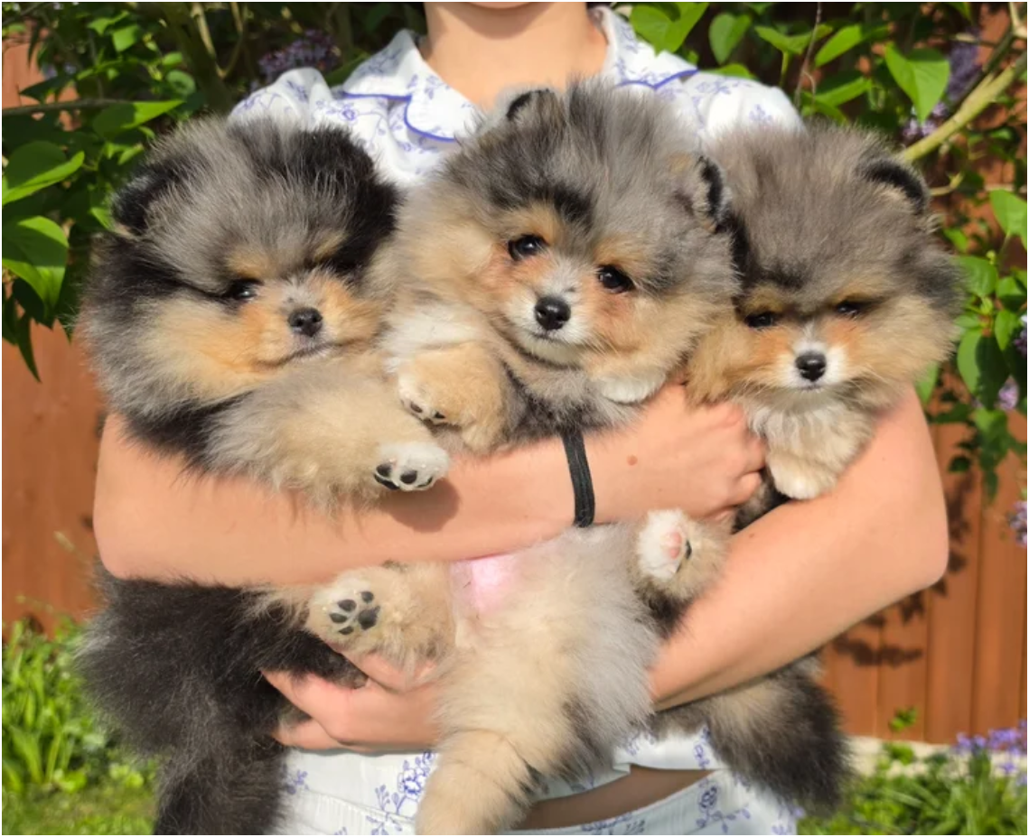 Adorable Pomeranian Puppies – 1 Boy & 2 Girls Avai image 5