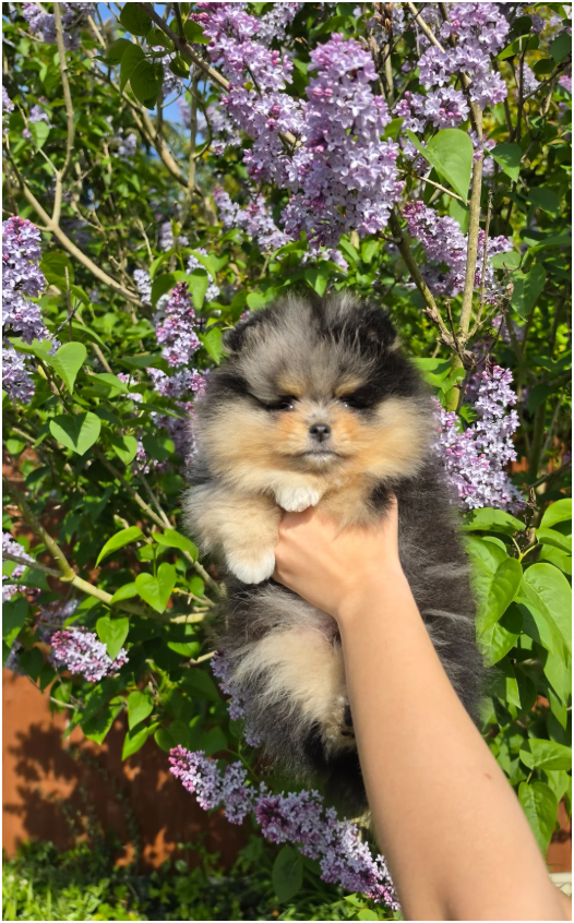 Adorable Pomeranian Puppies – 1 Boy & 2 Girls Avai image 6
