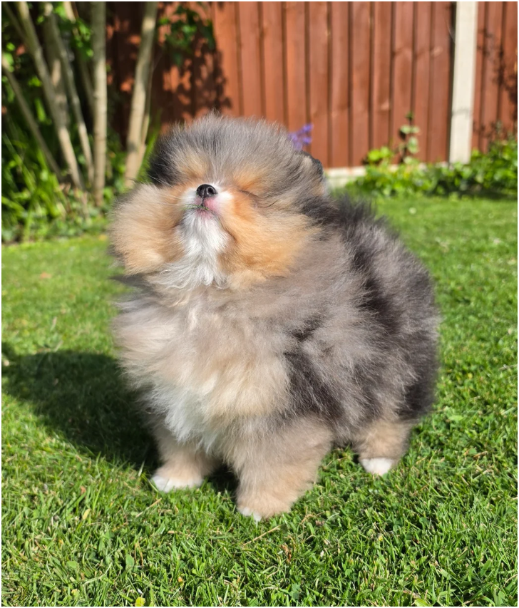 Adorable Pomeranian Puppies – 1 Boy & 2 Girls Avai image 7
