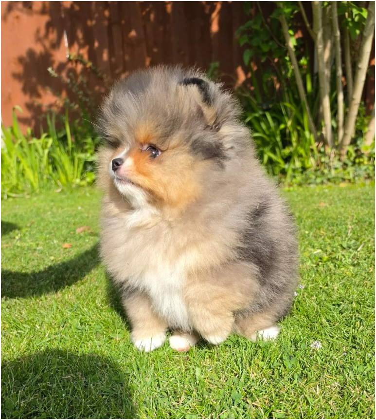 Adorable Pomeranian Puppies – 1 Boy & 2 Girls Avai image 8