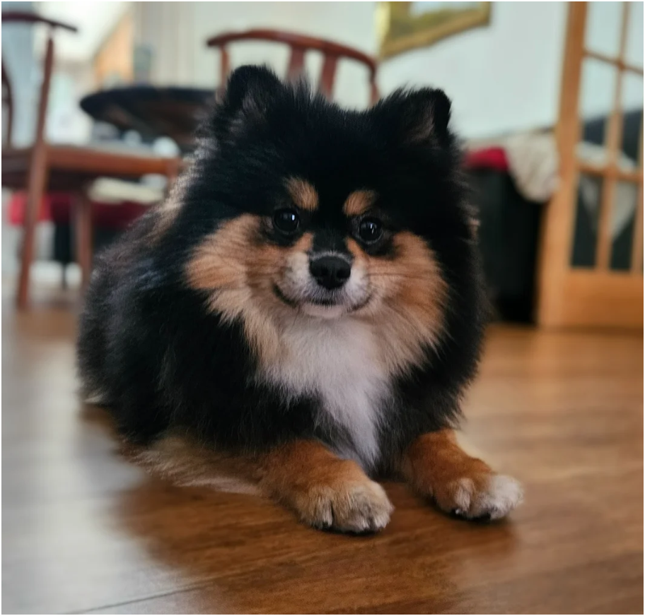 Adorable Pomeranian Puppies – 1 Boy & 2 Girls Avai image 9