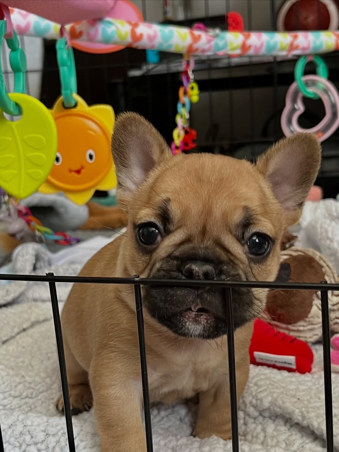 Gorgeous French Bulldog Puppies image 1