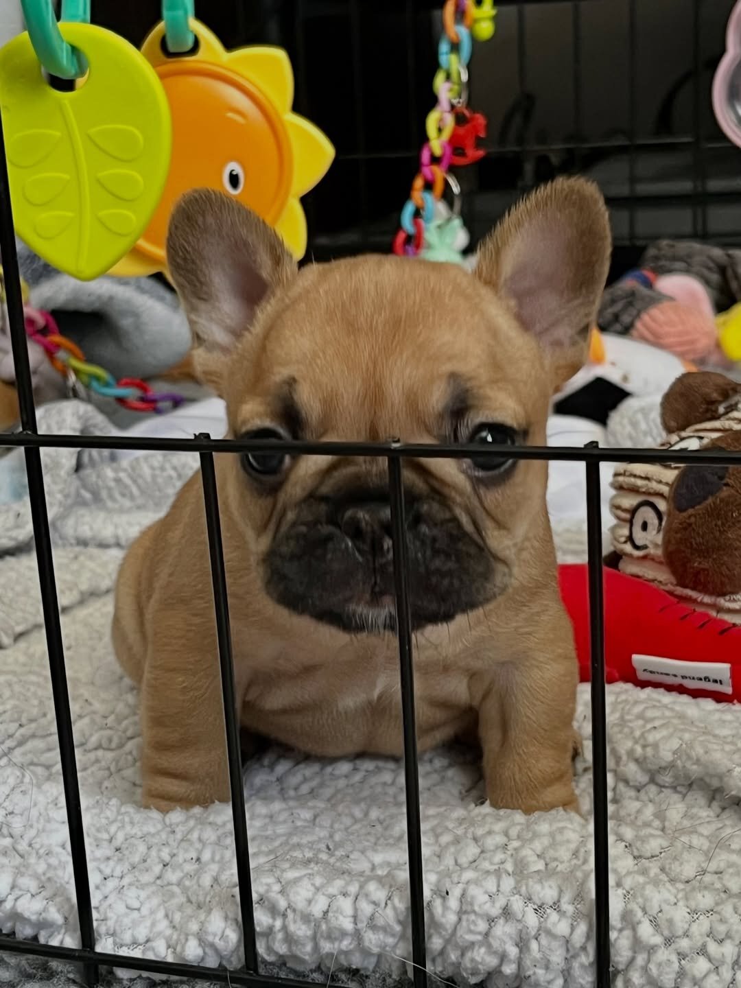 Gorgeous French Bulldog Puppies image 3