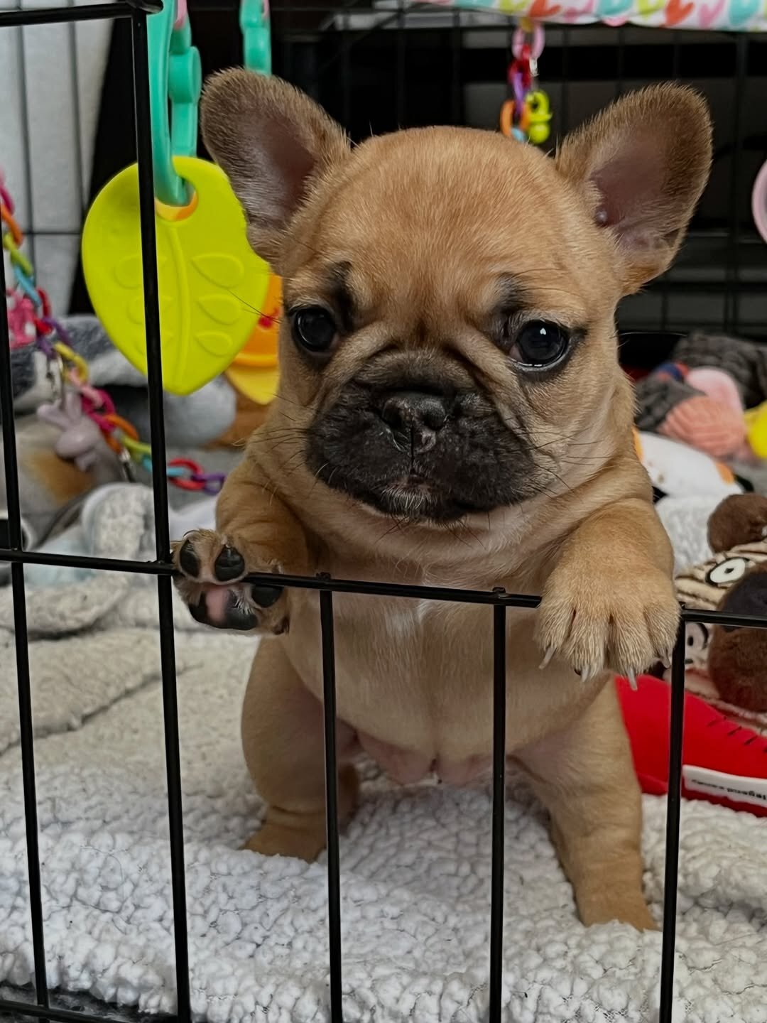 Gorgeous French Bulldog Puppies image 2