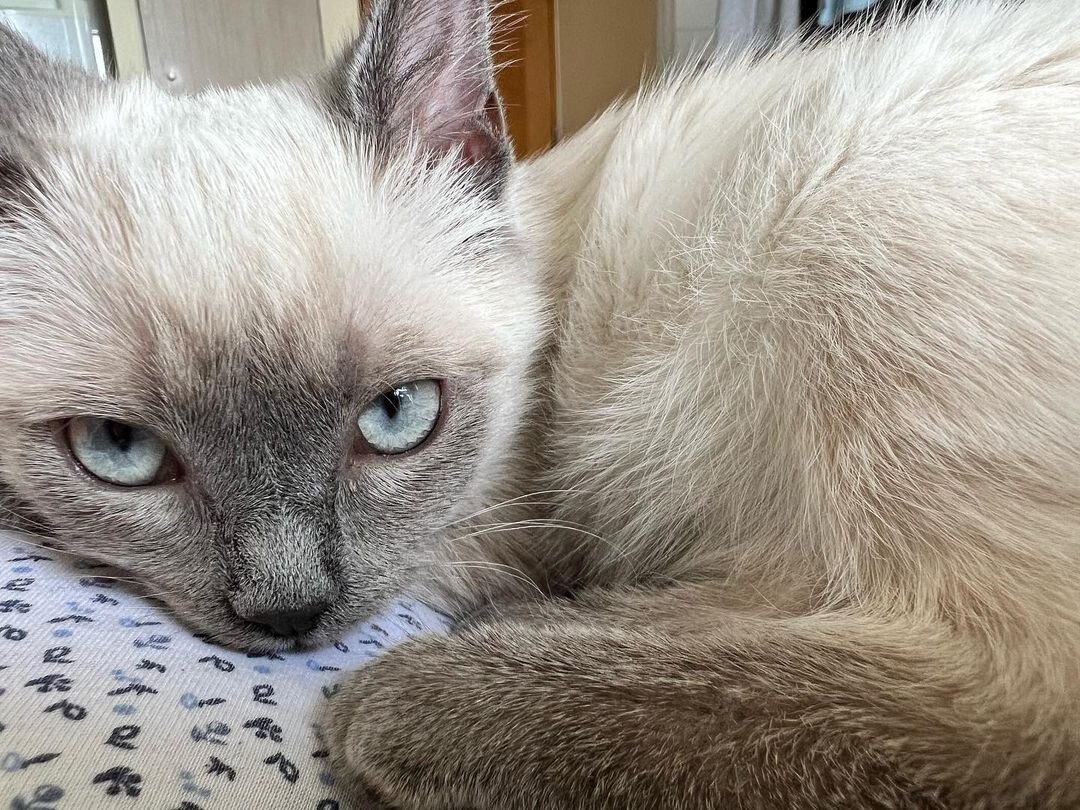 Beautiful Siamese kittens litter image 2