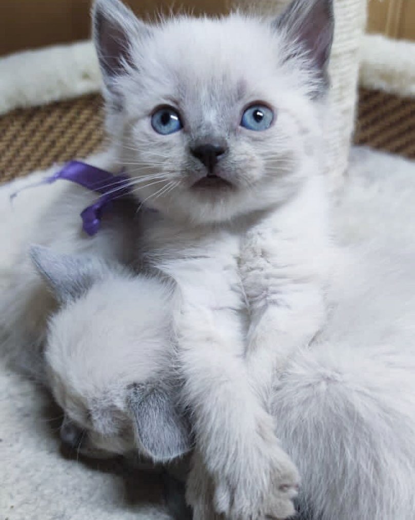 Beautiful Siamese kittens litter image 3