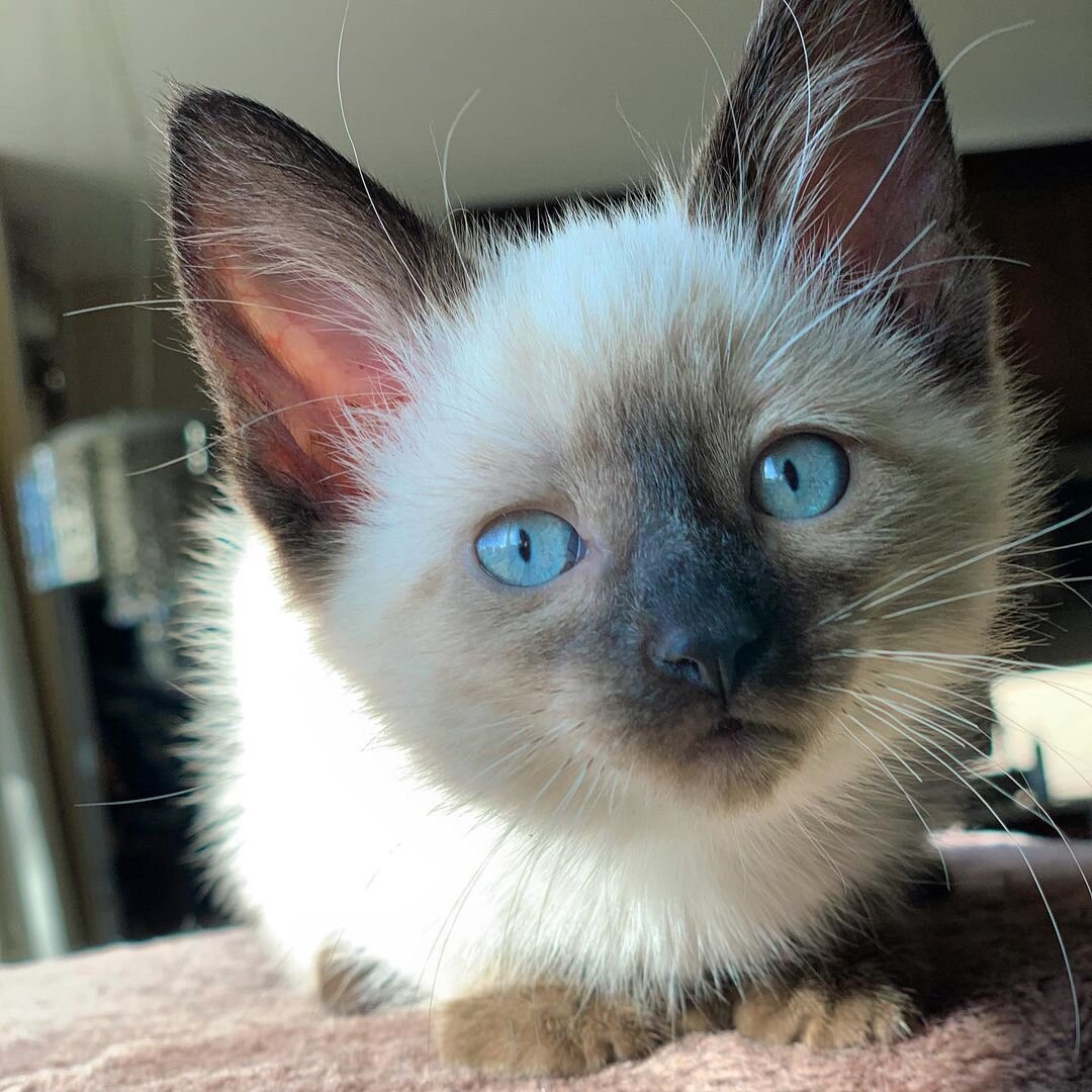 Beautiful Siamese kittens litter image 4