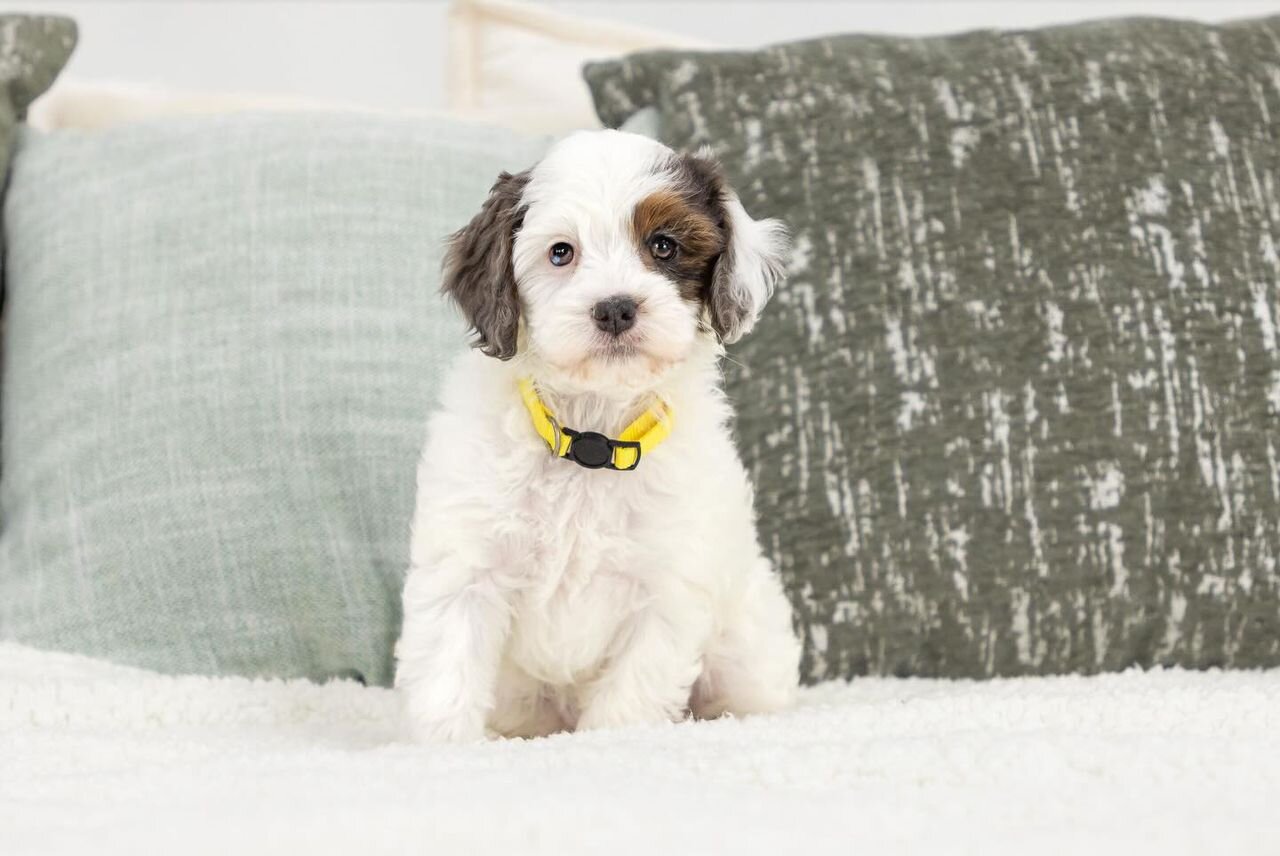 Beautiful Cavapoo Puppies Available for New Homes image 1