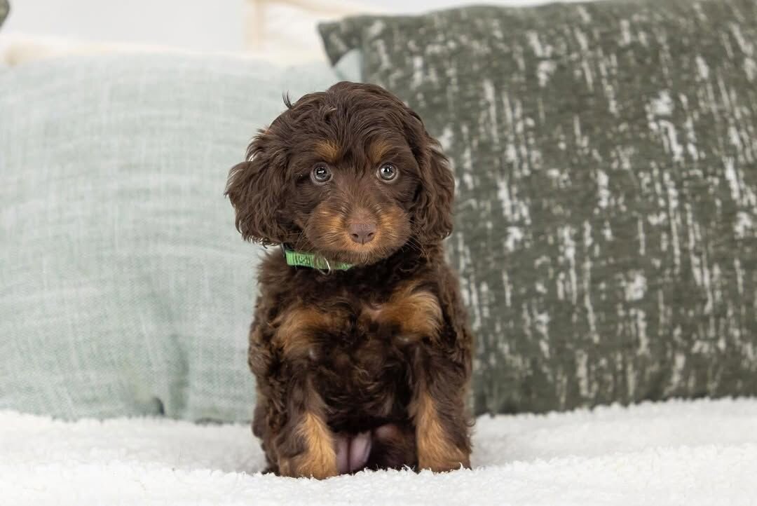 Beautiful Cavapoo Puppies Available for New Homes image 4