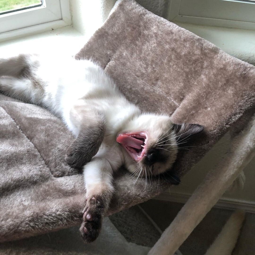 Siamese kitten for rehoming image 4