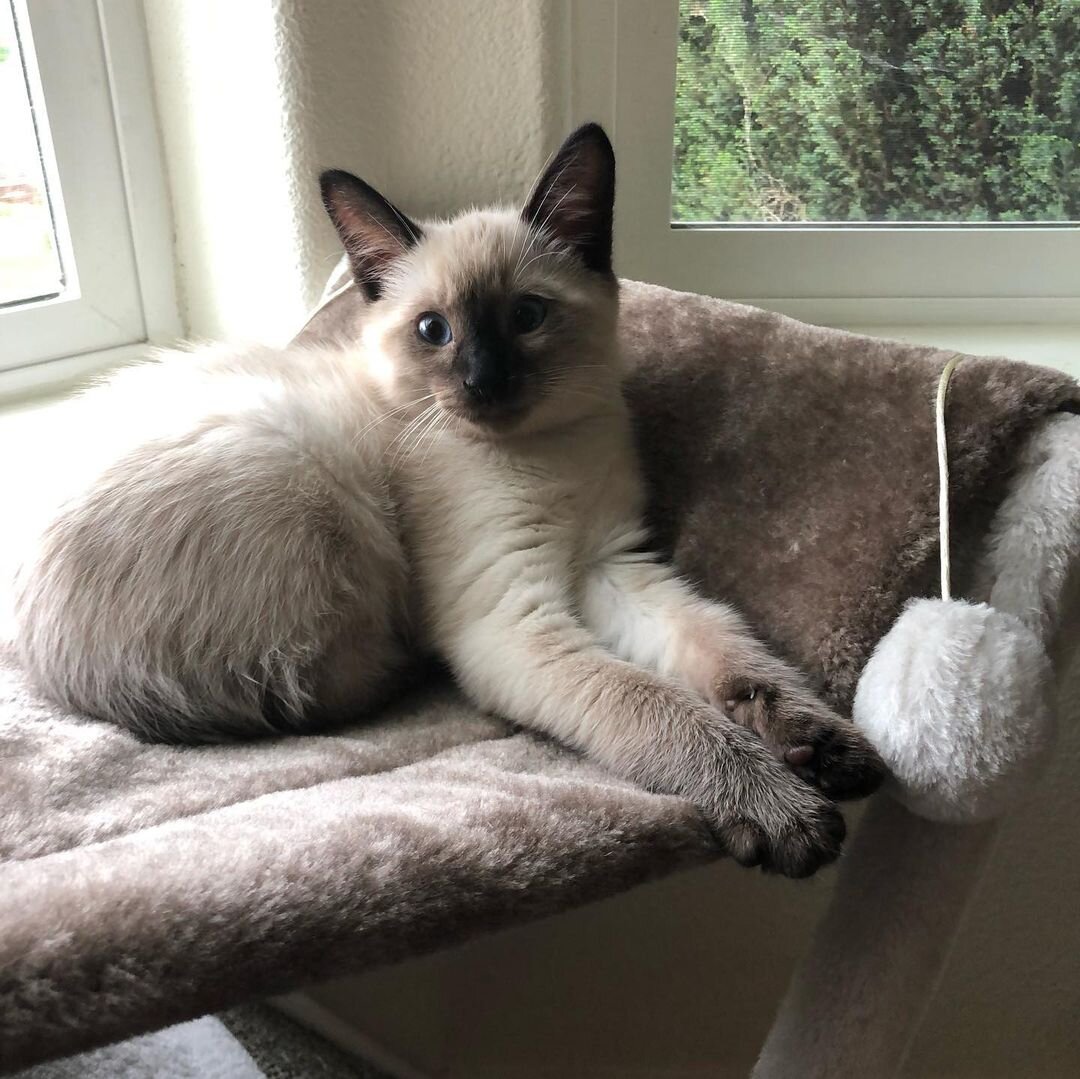Siamese kitten for rehoming image 1