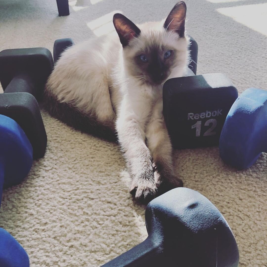 Siamese kitten for rehoming image 2
