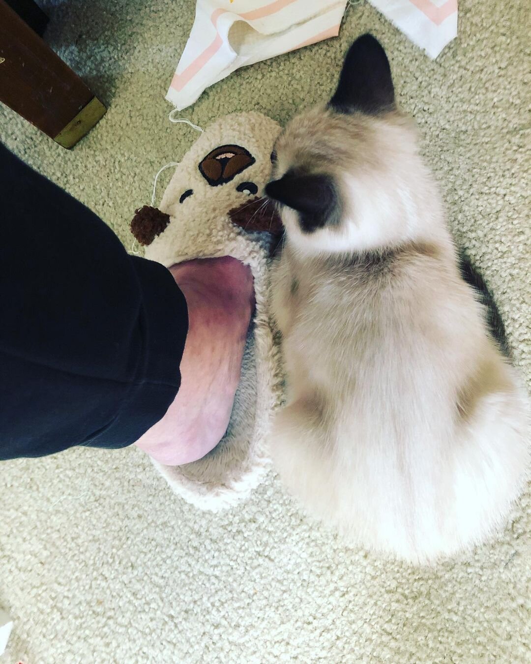 Siamese kitten for rehoming image 3