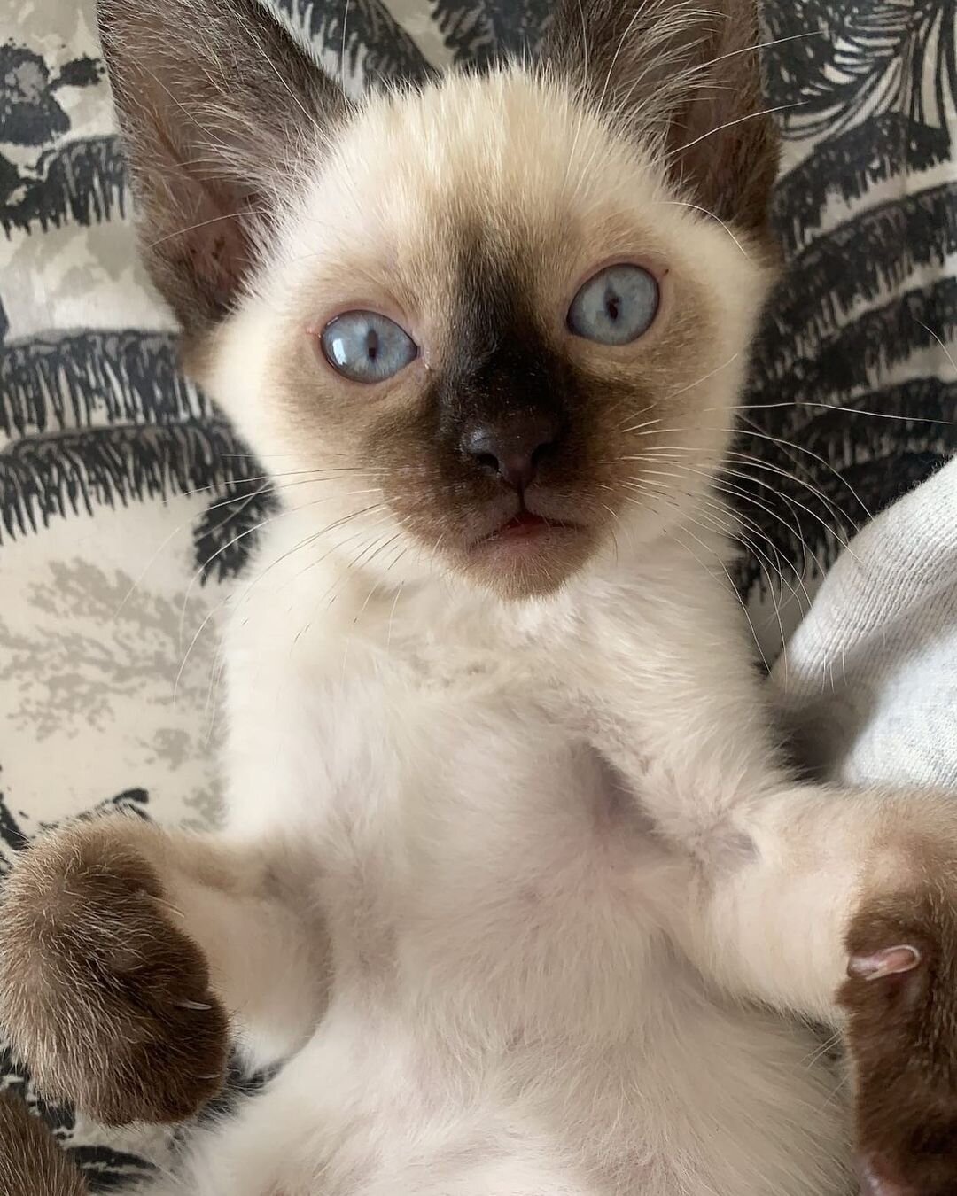 Siamese kitten for rehoming image 5