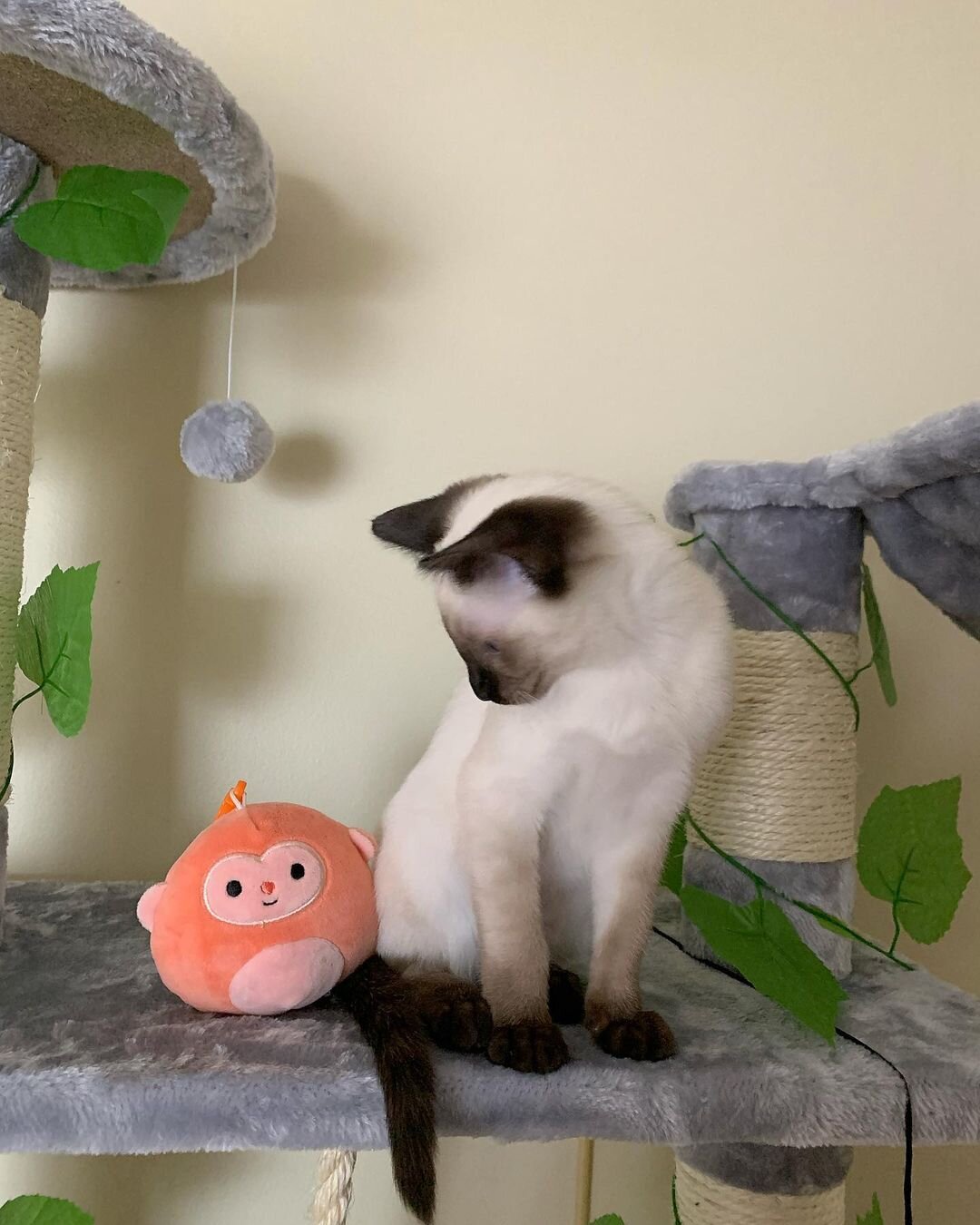 Siamese kitten for rehoming image 8