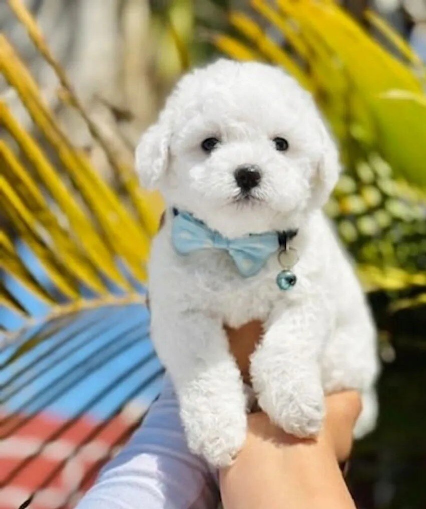 Maltipoo puppy image 1