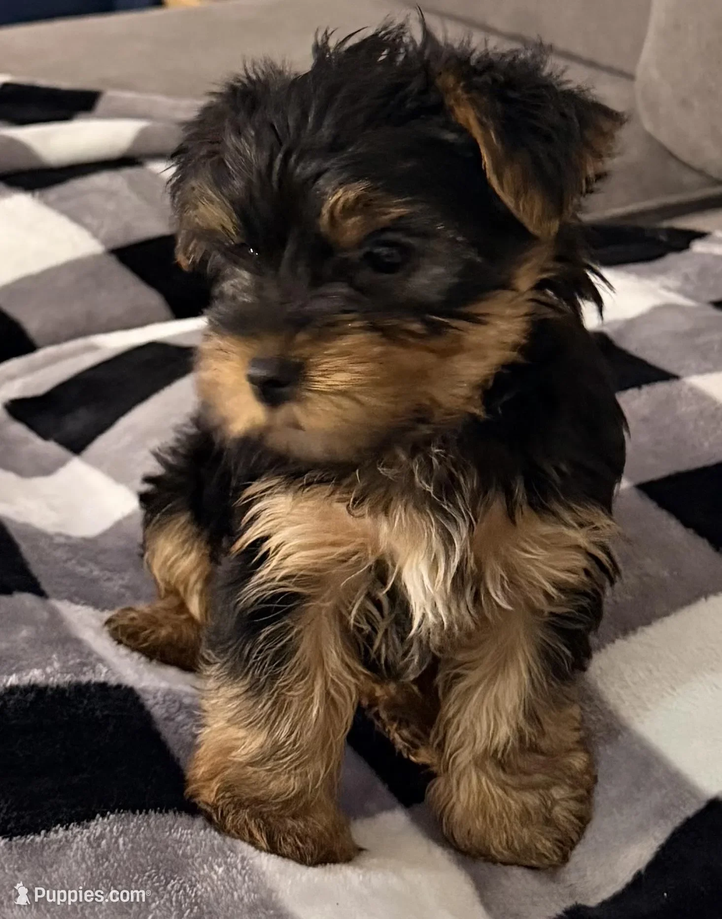 Beautiful AKC Yorkshire Terrier image 1