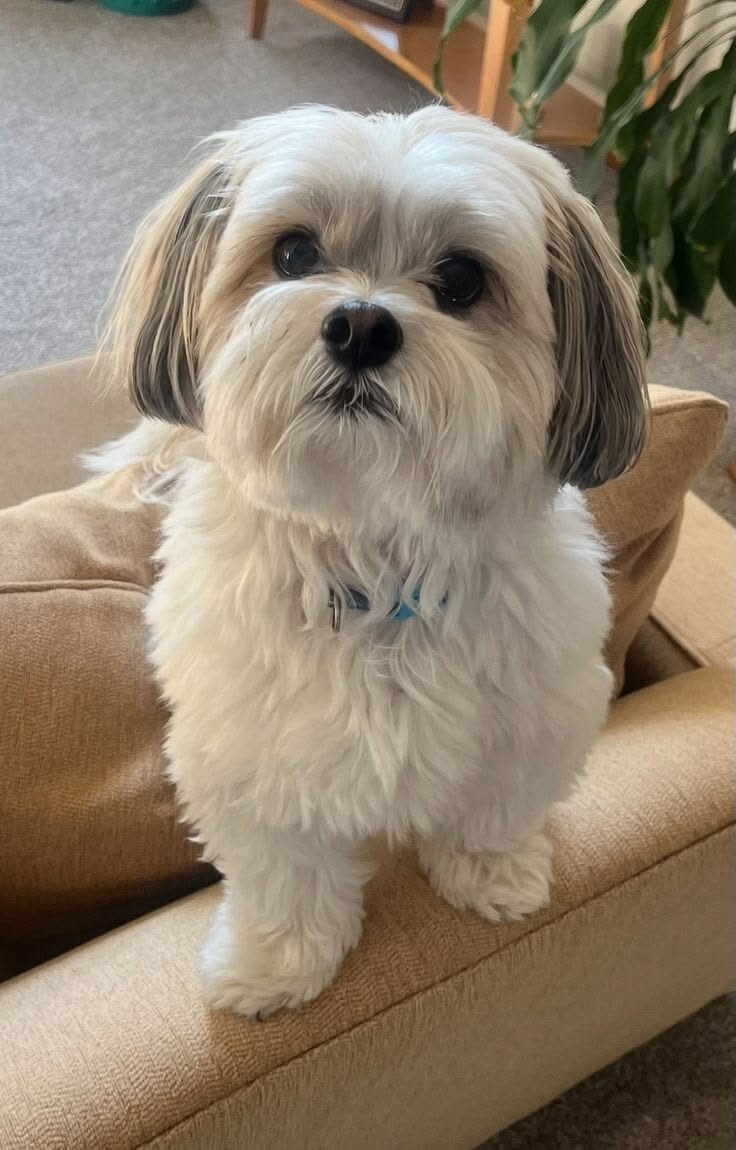 Adorable 1-Year-Old Shih Tzu – Friendly, Healthy image 4