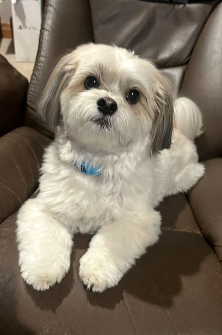 Adorable 1-Year-Old Shih Tzu – Friendly, Healthy image 1