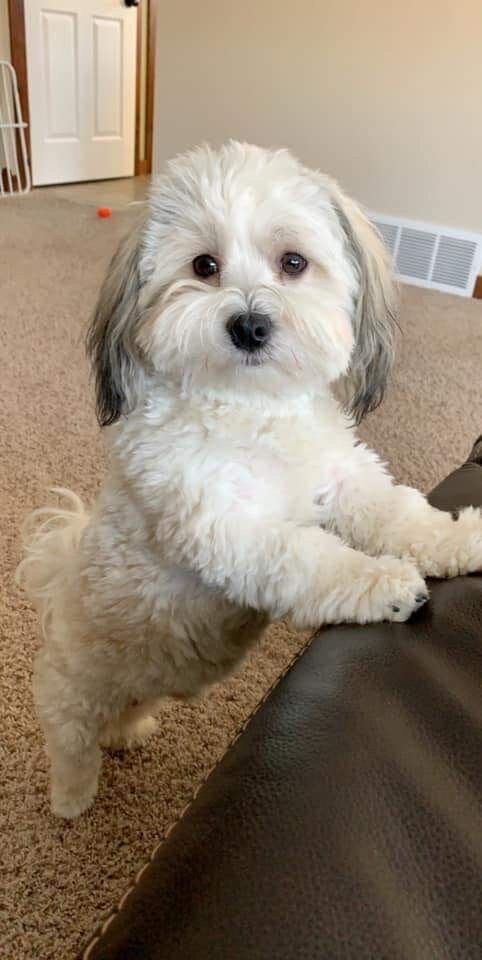 Adorable 1-Year-Old Shih Tzu – Friendly, Healthy image 2