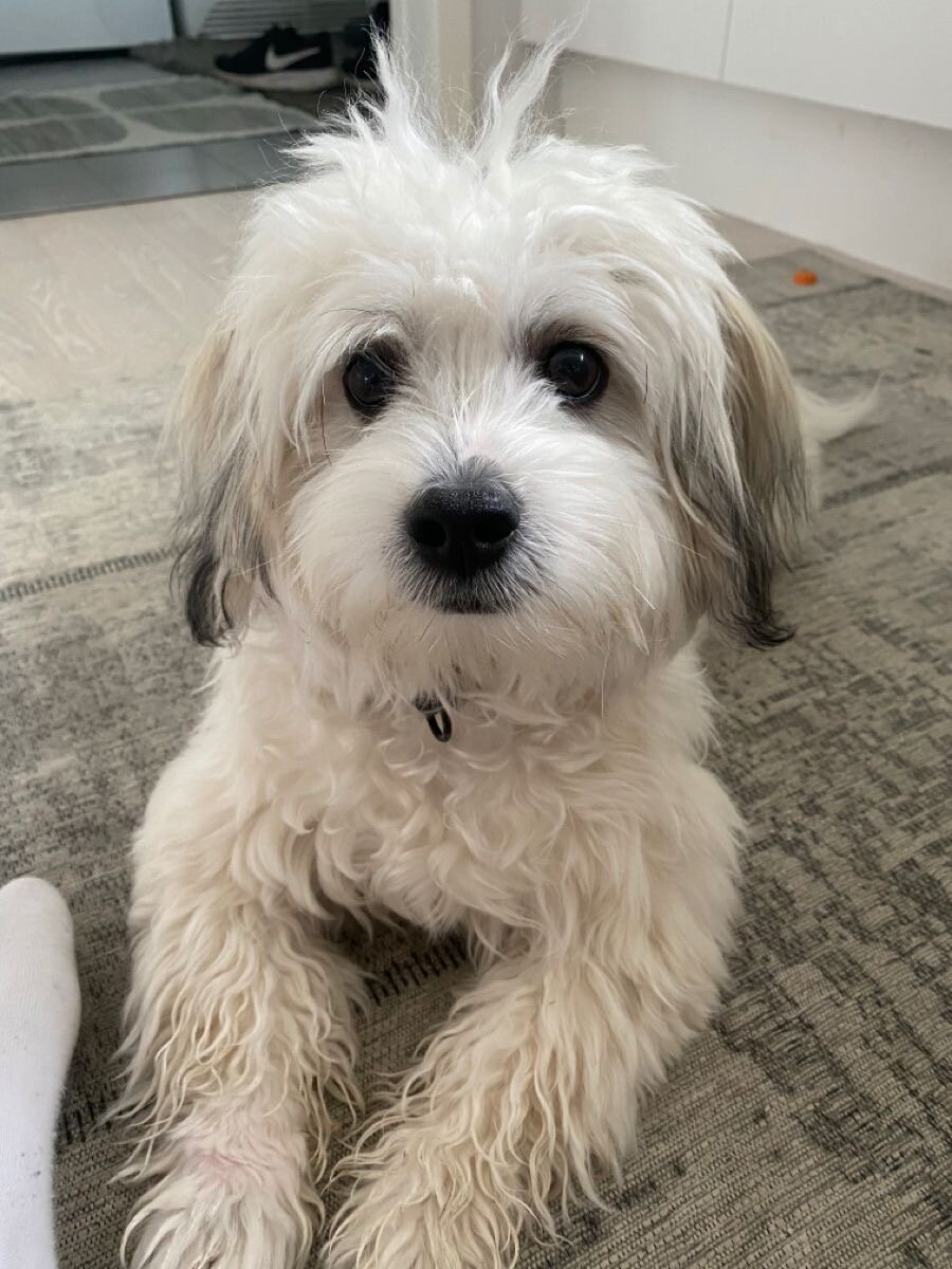 Adorable 1-Year-Old Shih Tzu – Friendly, Healthy image 3