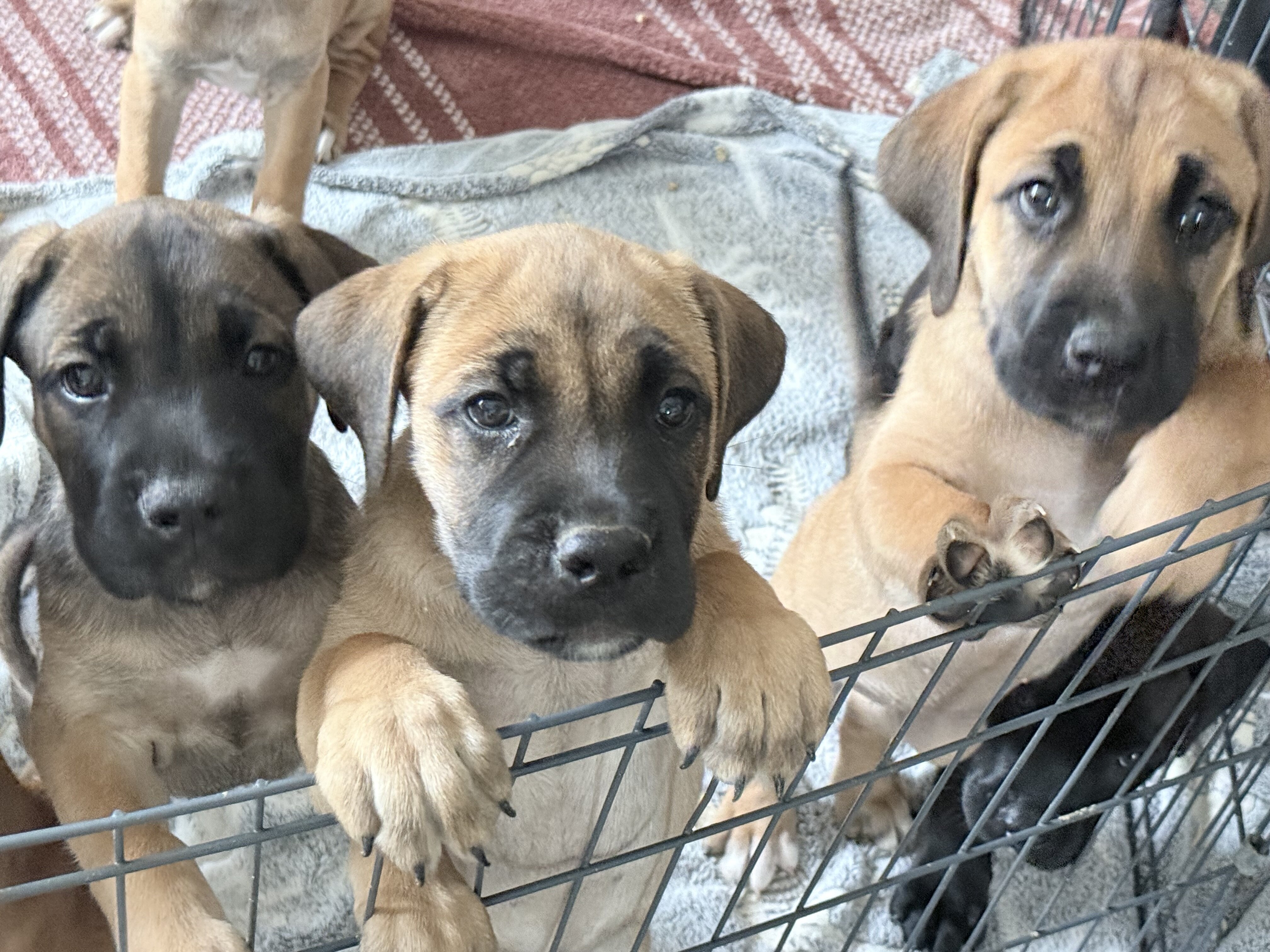 8 puppies of Italian Mastiff mix image 7