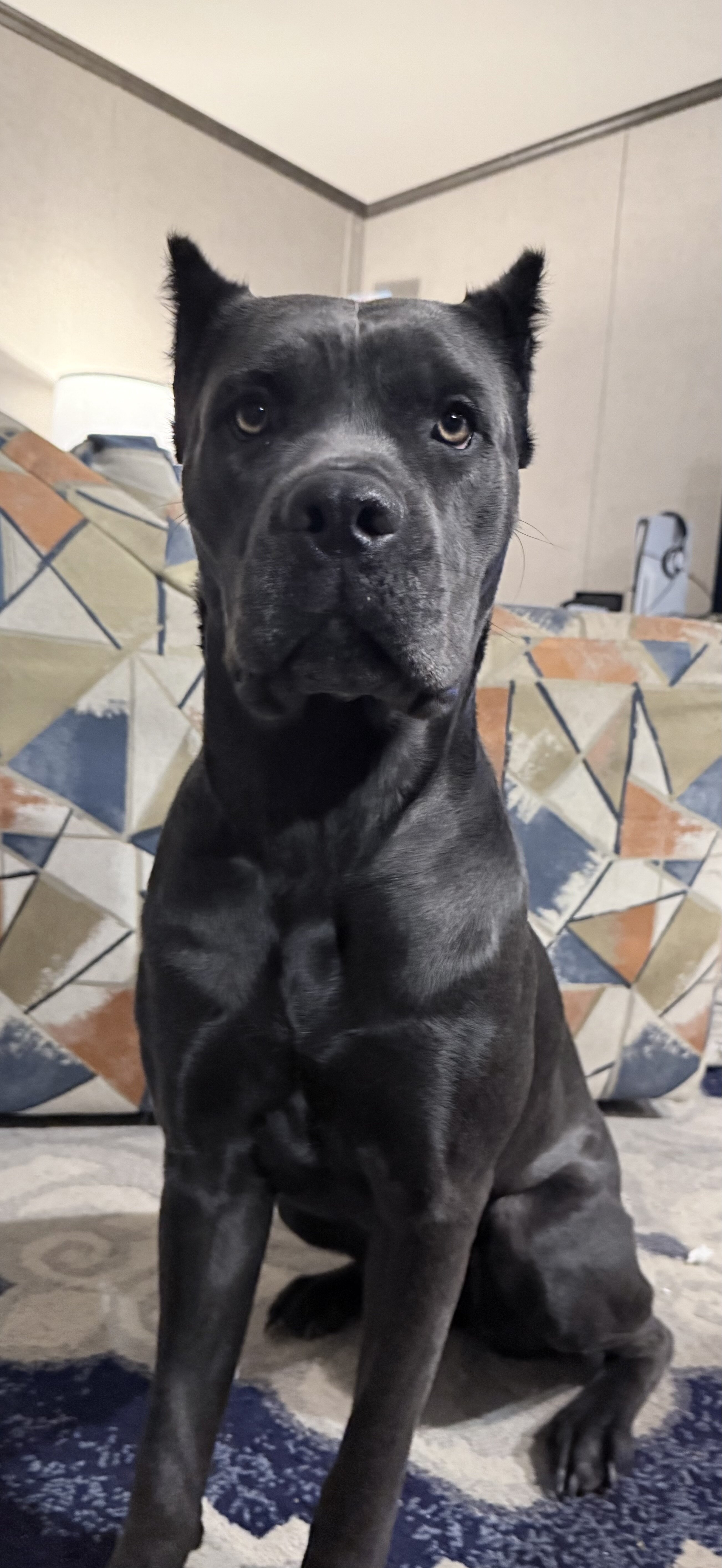 8 puppies of Italian Mastiff mix image 1