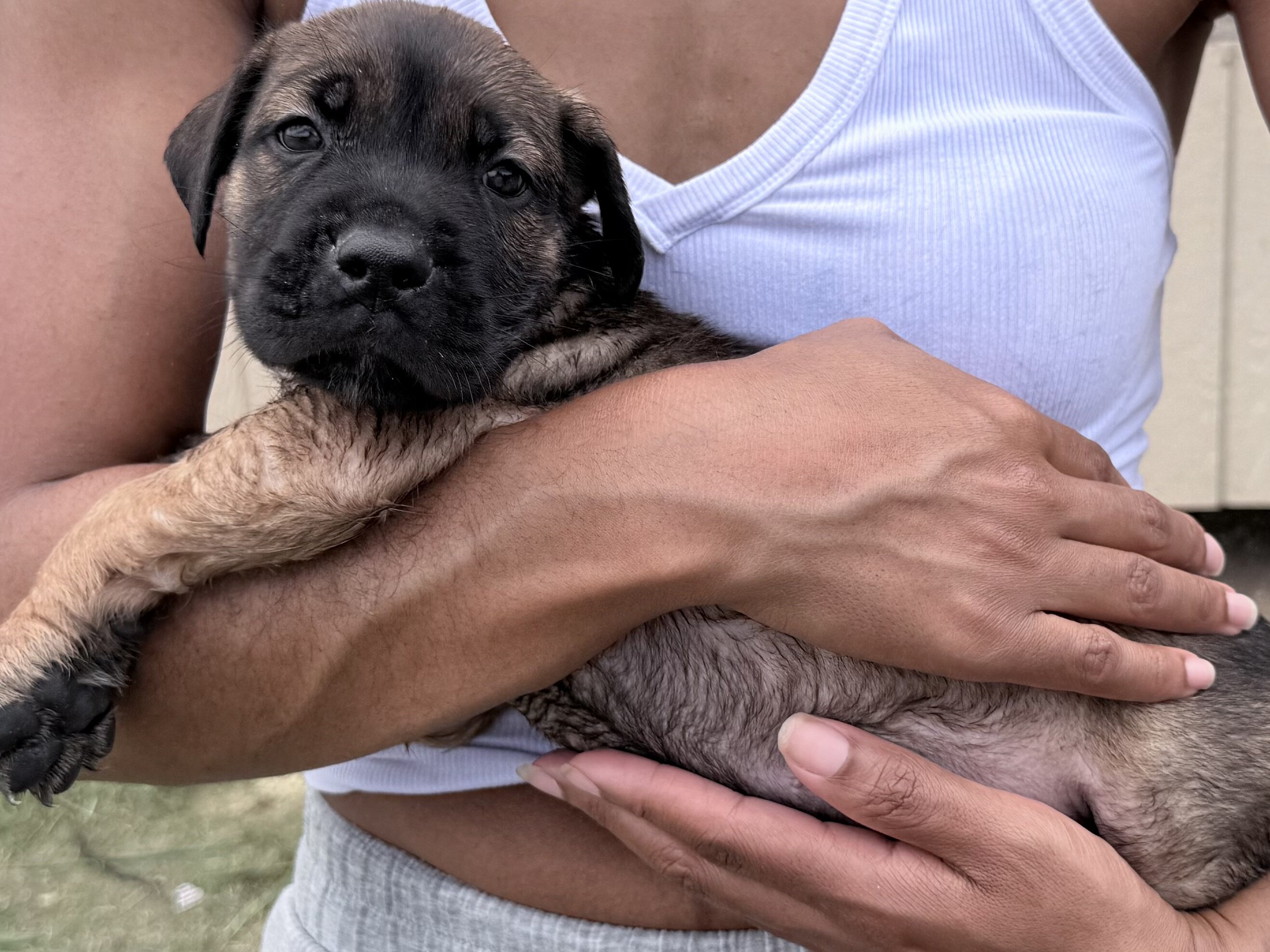 8 puppies of Italian Mastiff mix image 3