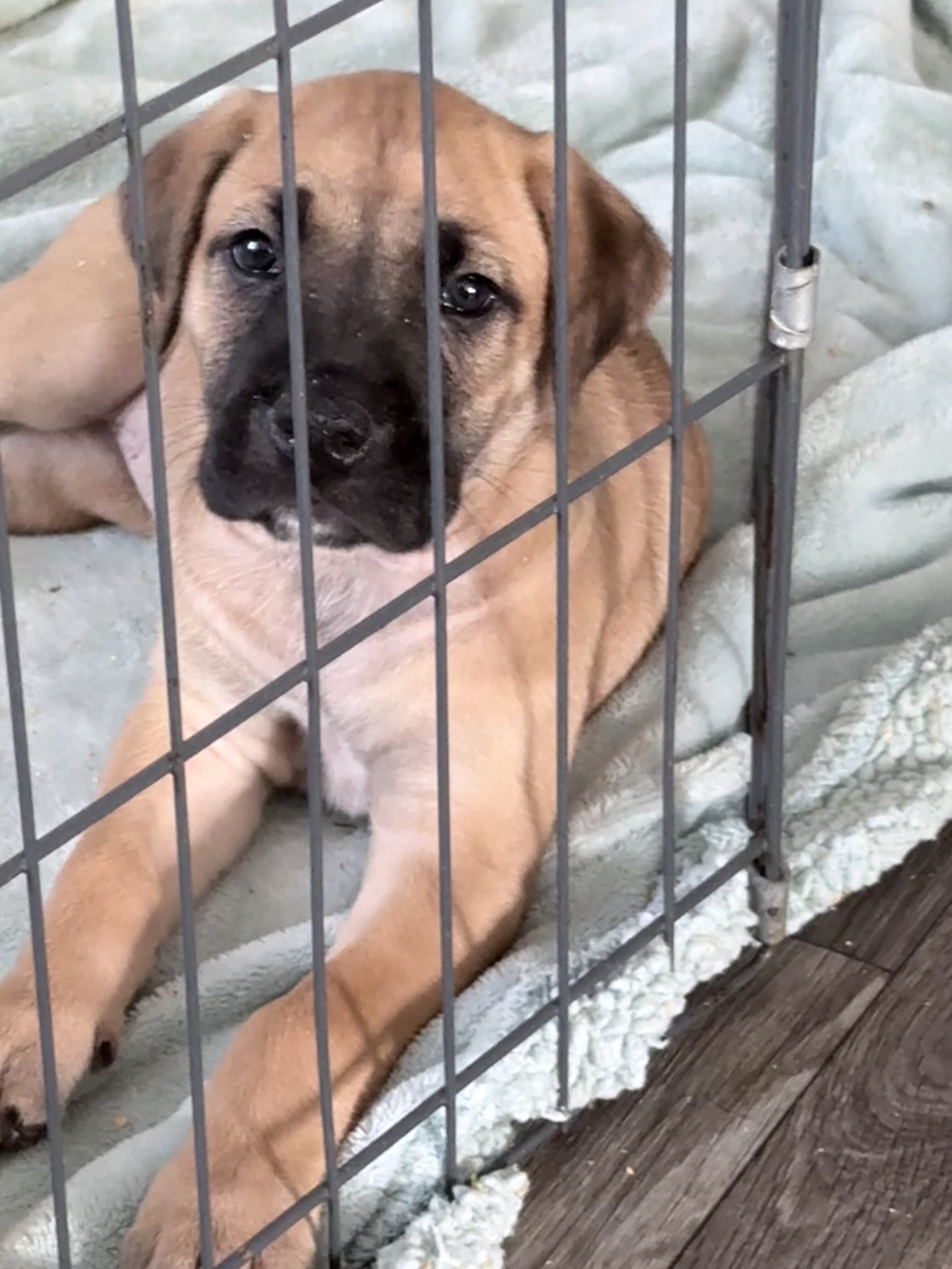 8 puppies of Italian Mastiff mix image 4