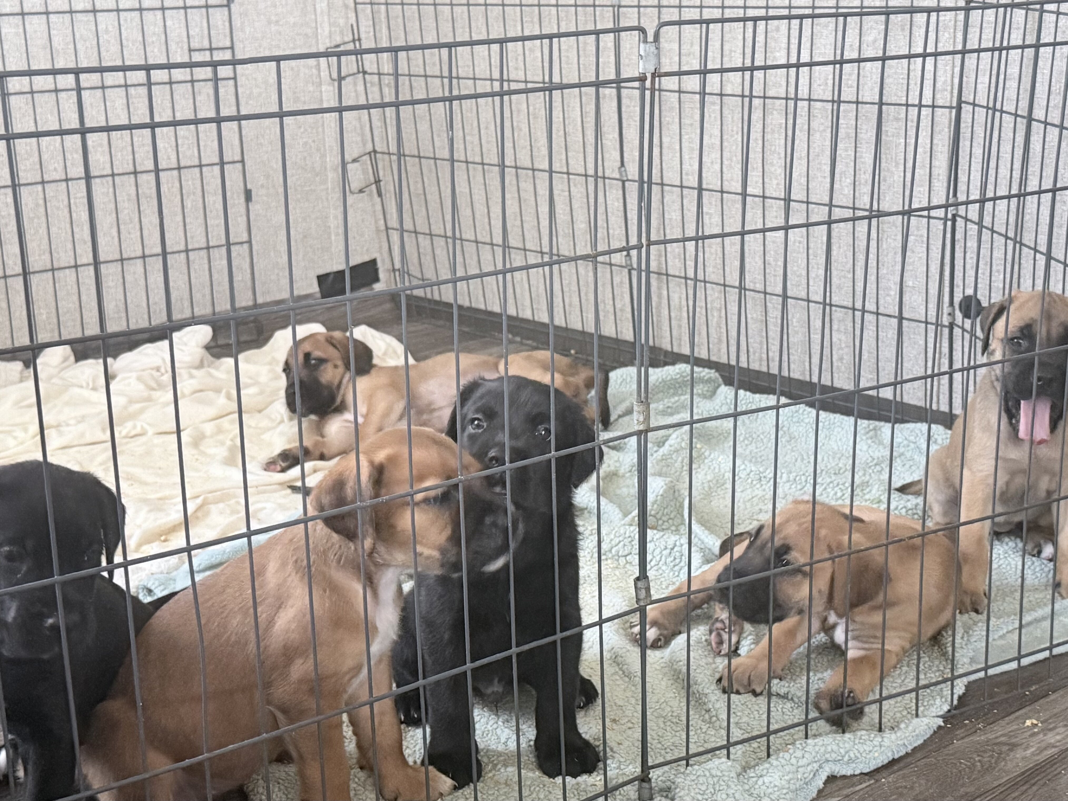 8 puppies of Italian Mastiff mix image 6