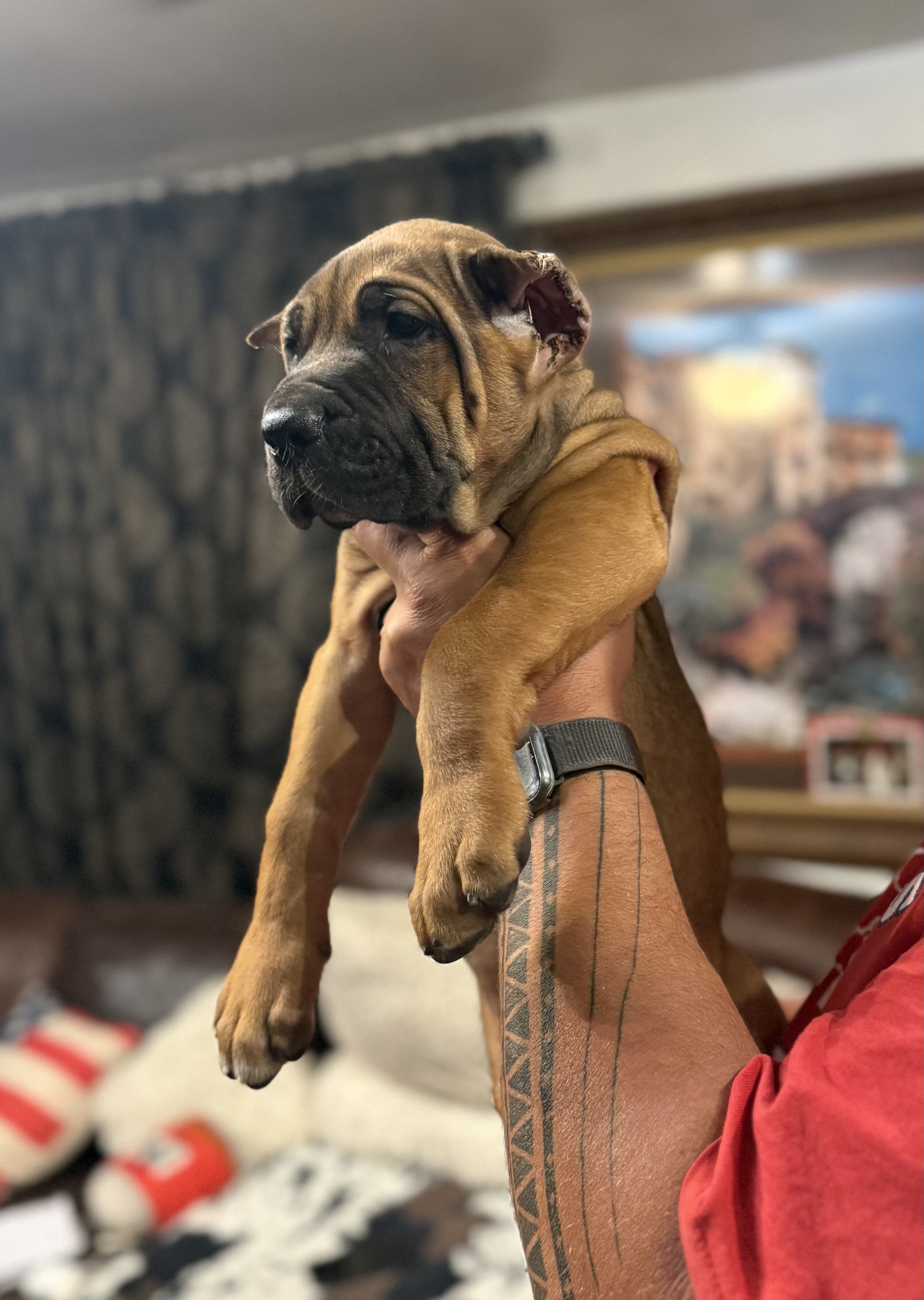 Cane Corso Puppies image 1