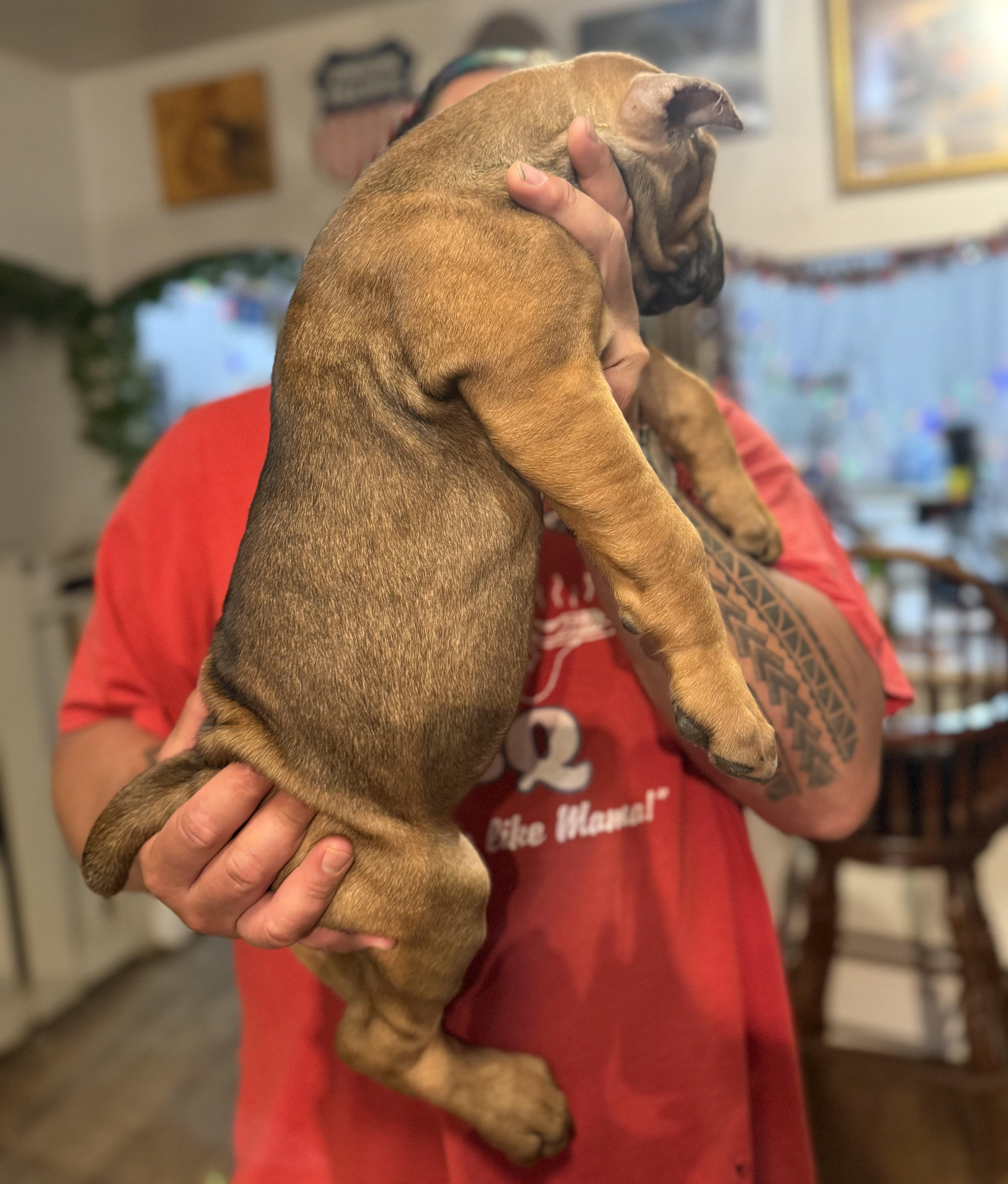 Cane Corso Puppies image 2